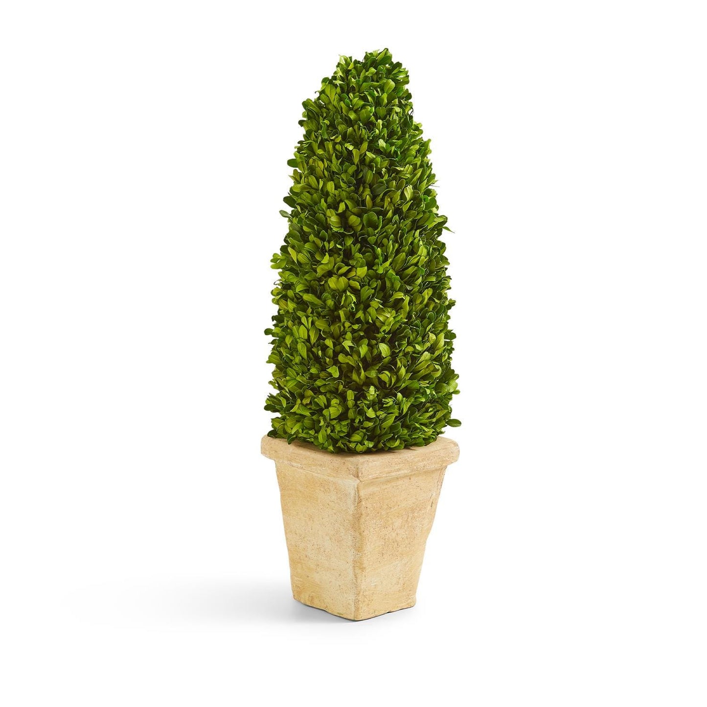 21" Preserved Boxwood Cone Topiary in Planter