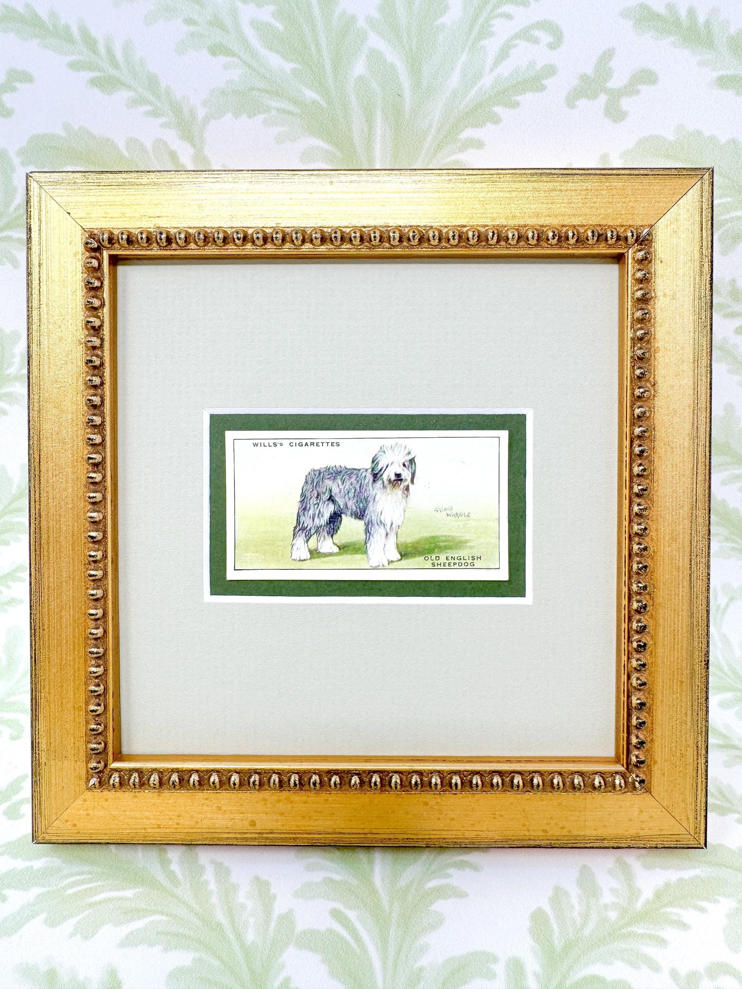 Framed English Sheepdog Antique Cigarette Card c. 1937