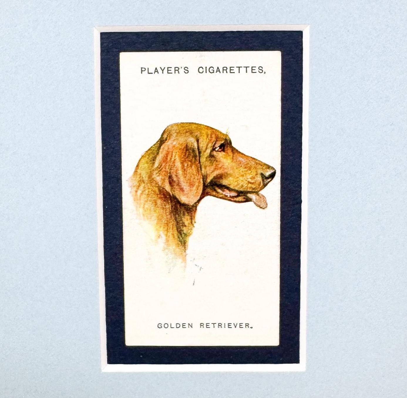 Framed Antique Dog Cigarette Card c. 1929, Golden Retriever
