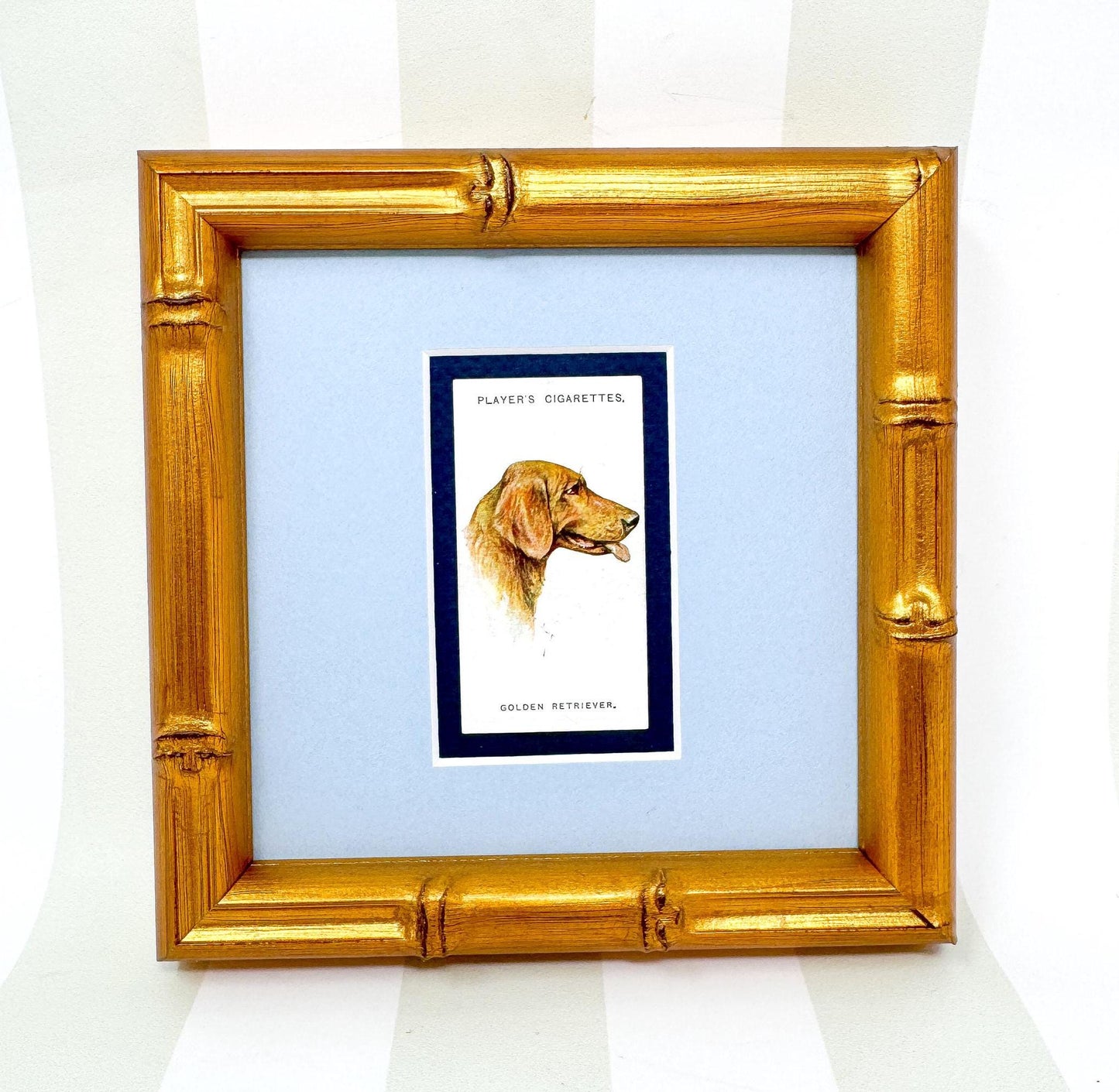 Framed Antique Dog Cigarette Card c. 1929, Golden Retriever