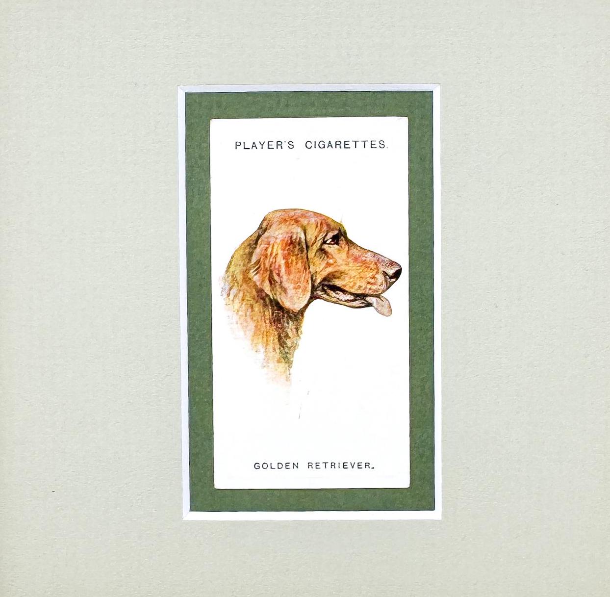 Framed Antique Dog Cigarette Card c. 1929, Golden Retriever