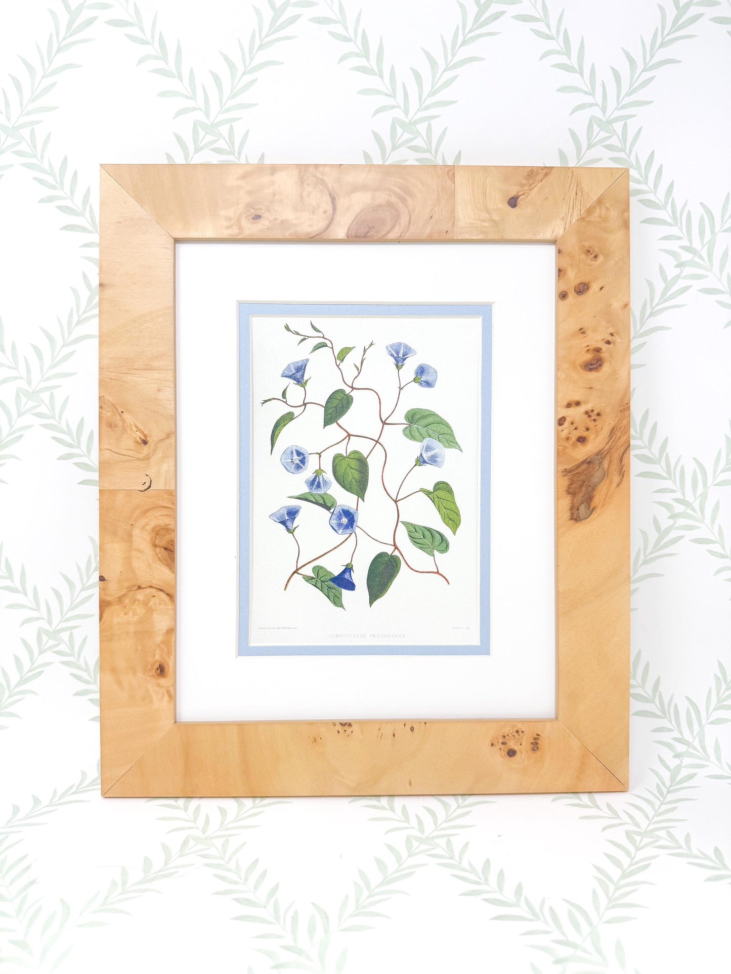 Burlwood Framed Botanical Print, Blue Morning Glory
