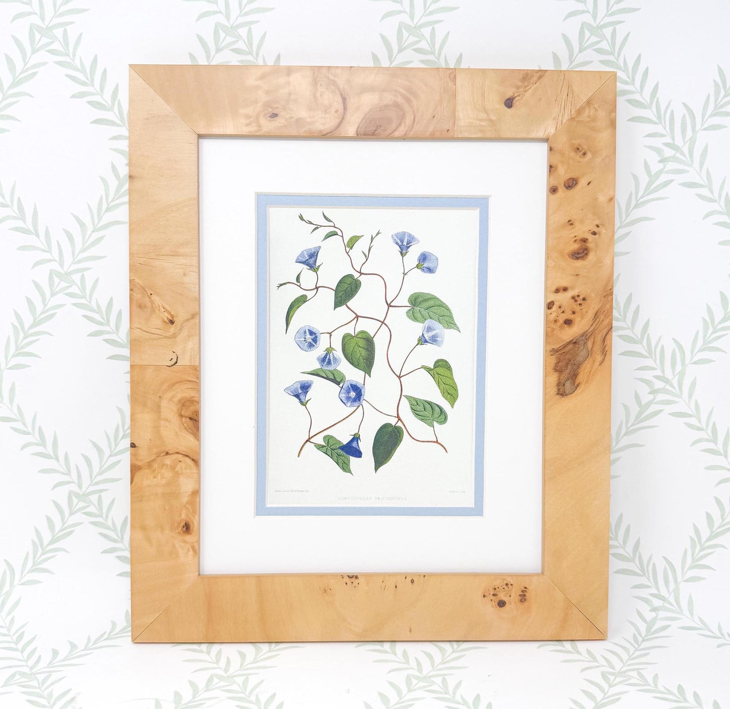 Burlwood Framed Botanical Print, Blue Morning Glory