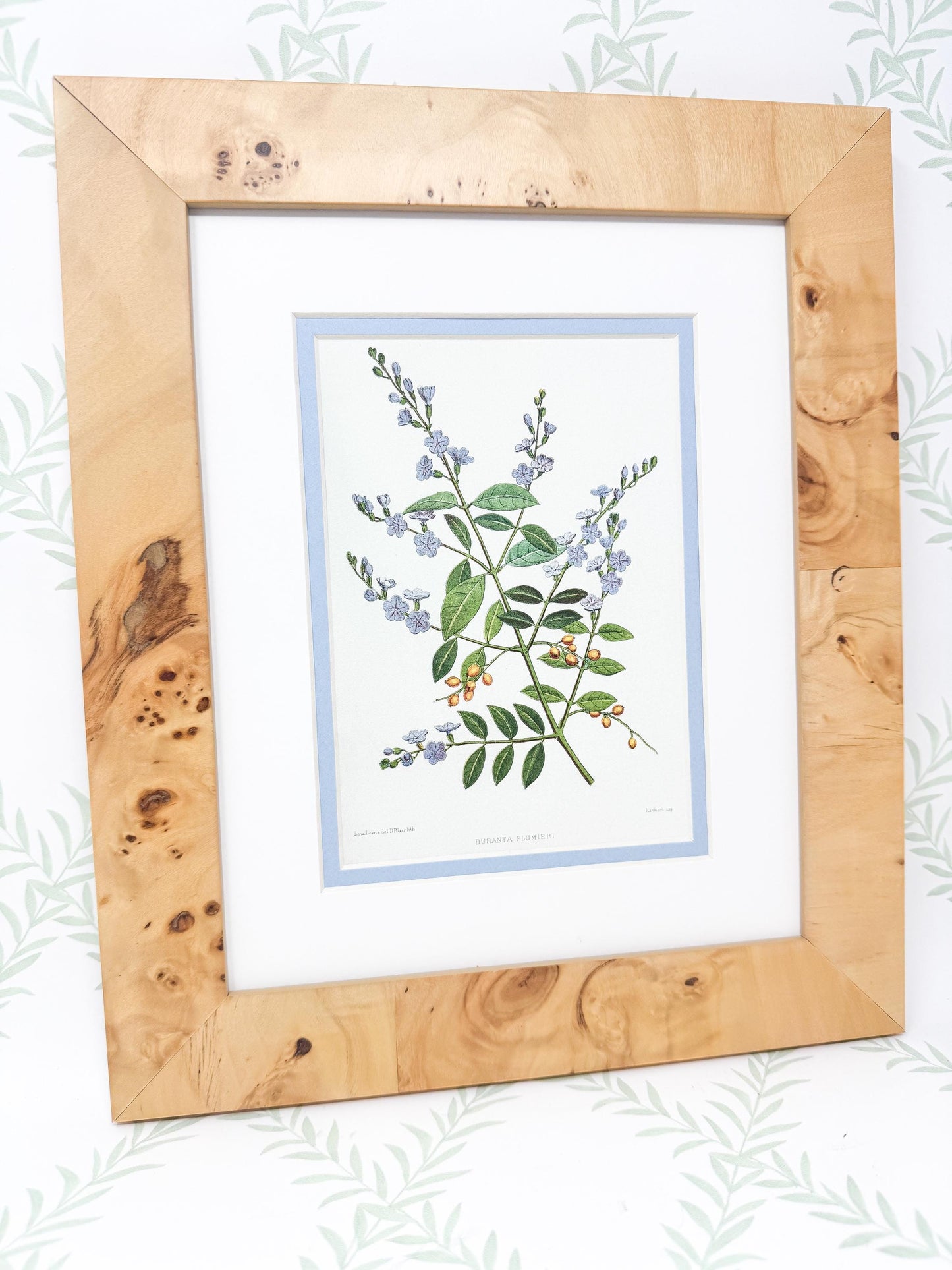 Burlwood Framed Botanical Print, Blue Skyflower