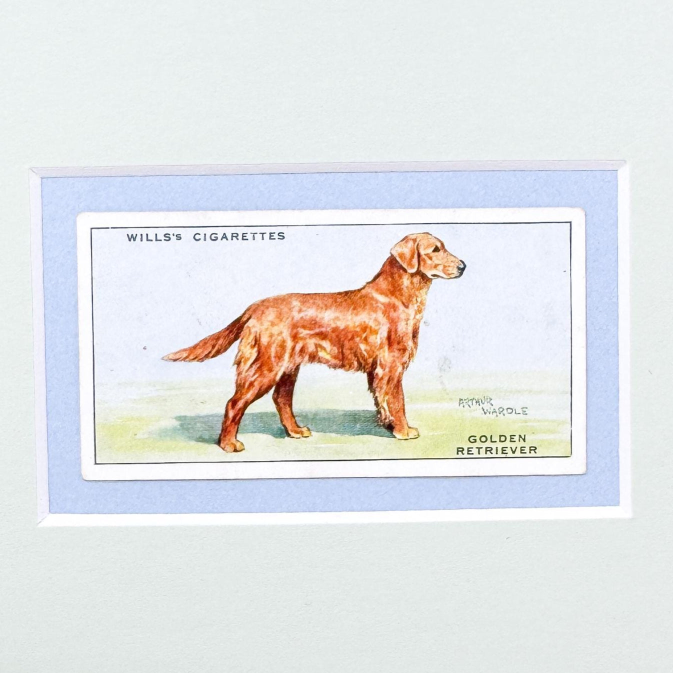 Framed Antique Dog Cigarette Card c. 1937, Golden Retriever