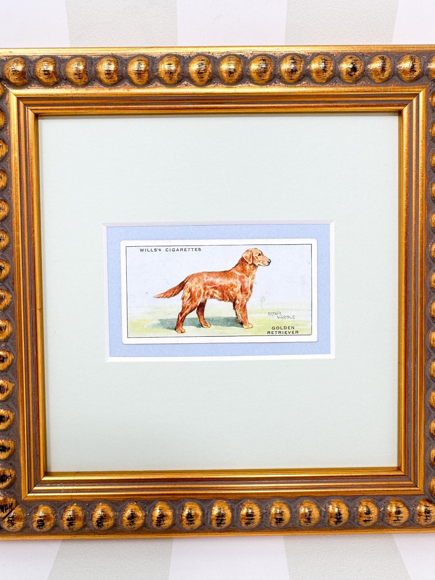 Framed Vintage Dog Cigarette Card c. 1937, Golden Retriever