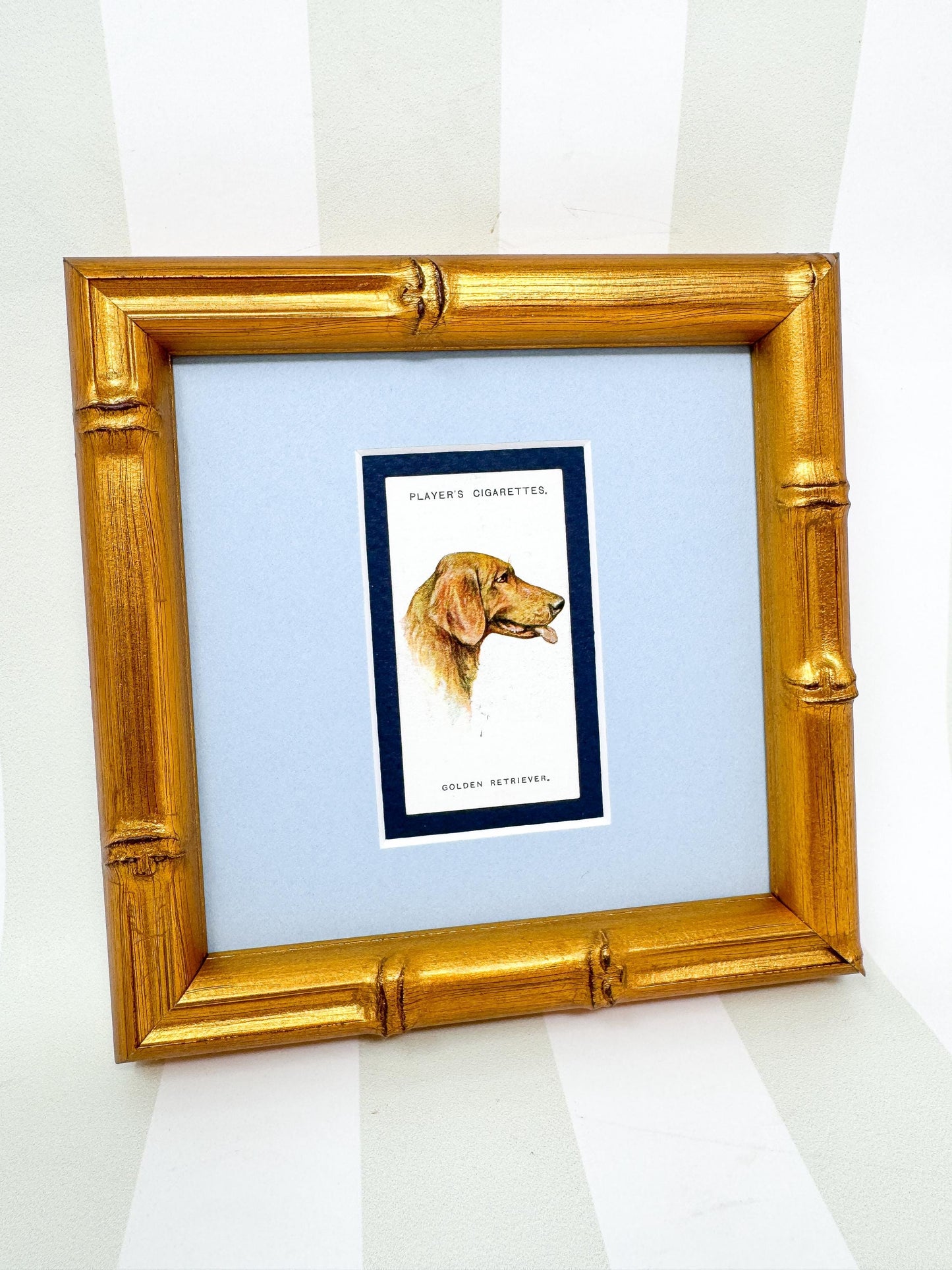 Framed Antique Dog Cigarette Card c. 1929, Golden Retriever