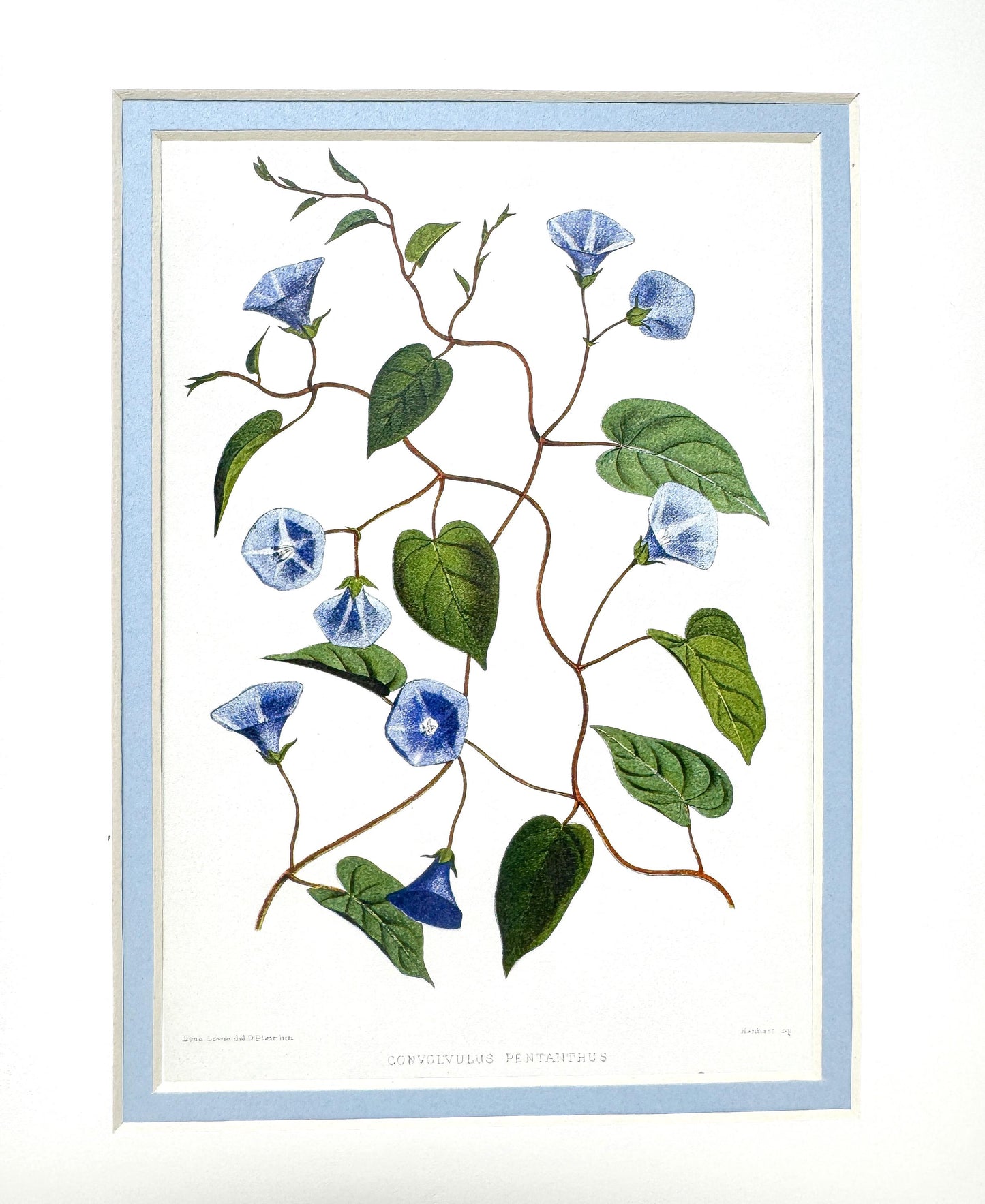 Burlwood Framed Botanical Print, Blue Morning Glory