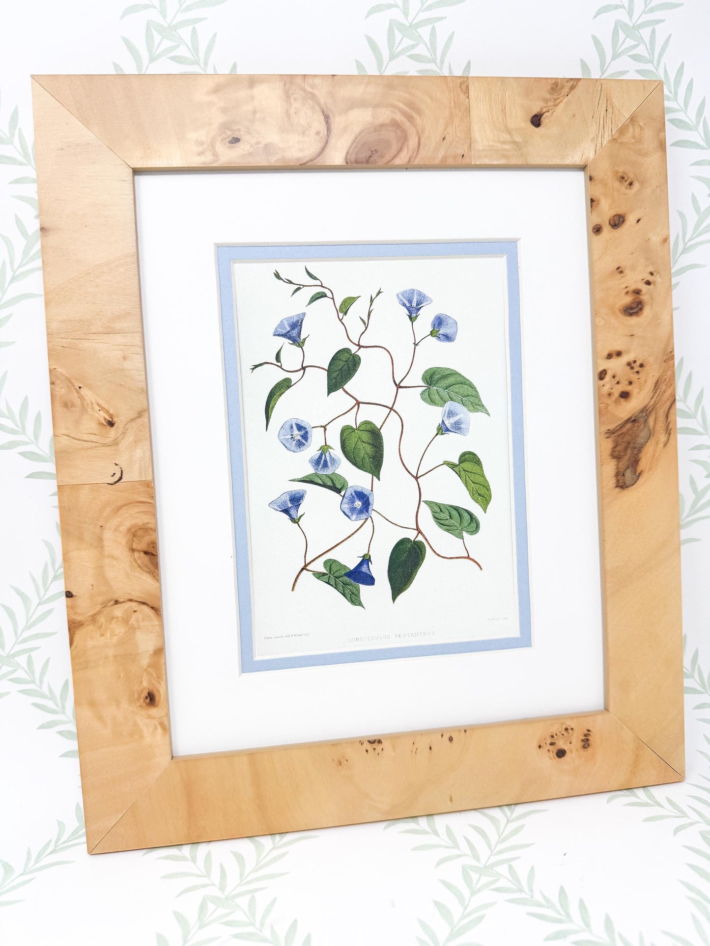 Burlwood Framed Botanical Print, Blue Morning Glory