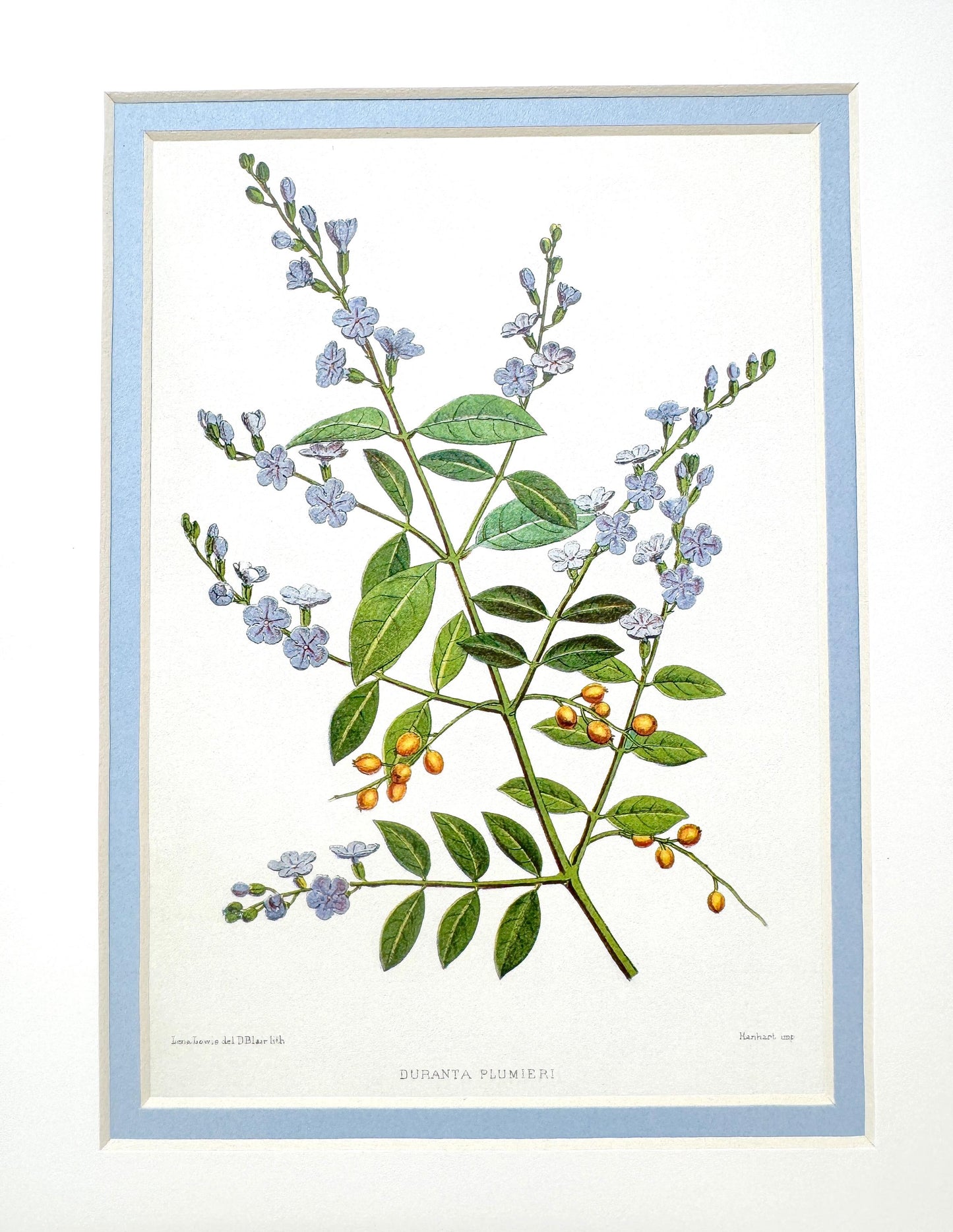 Burlwood Framed Botanical Print, Blue Skyflower
