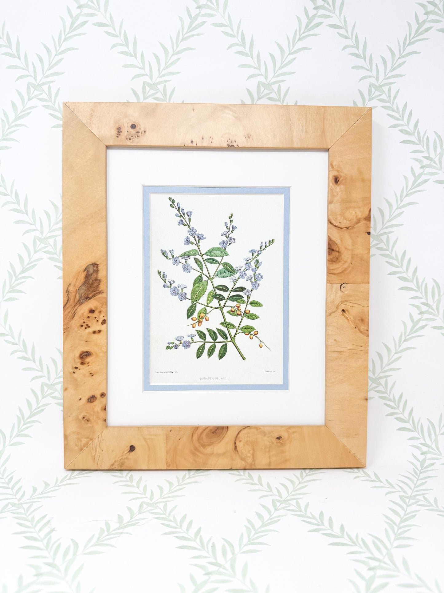 Burlwood Framed Botanical Print, Blue Skyflower
