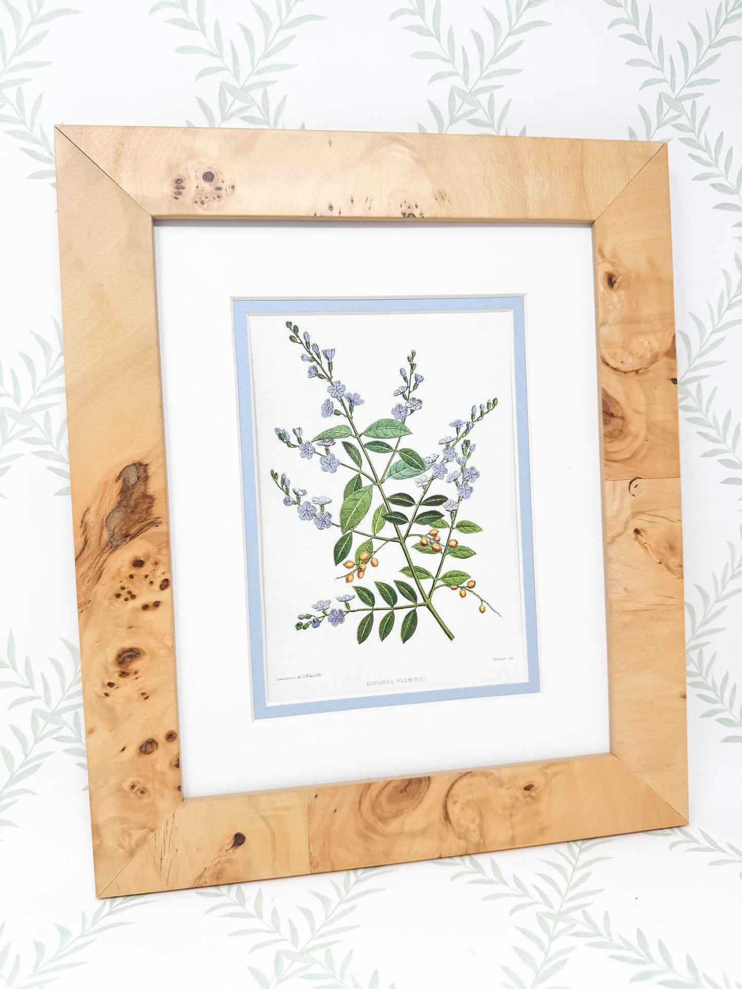 Burlwood Framed Botanical Print, Blue Skyflower