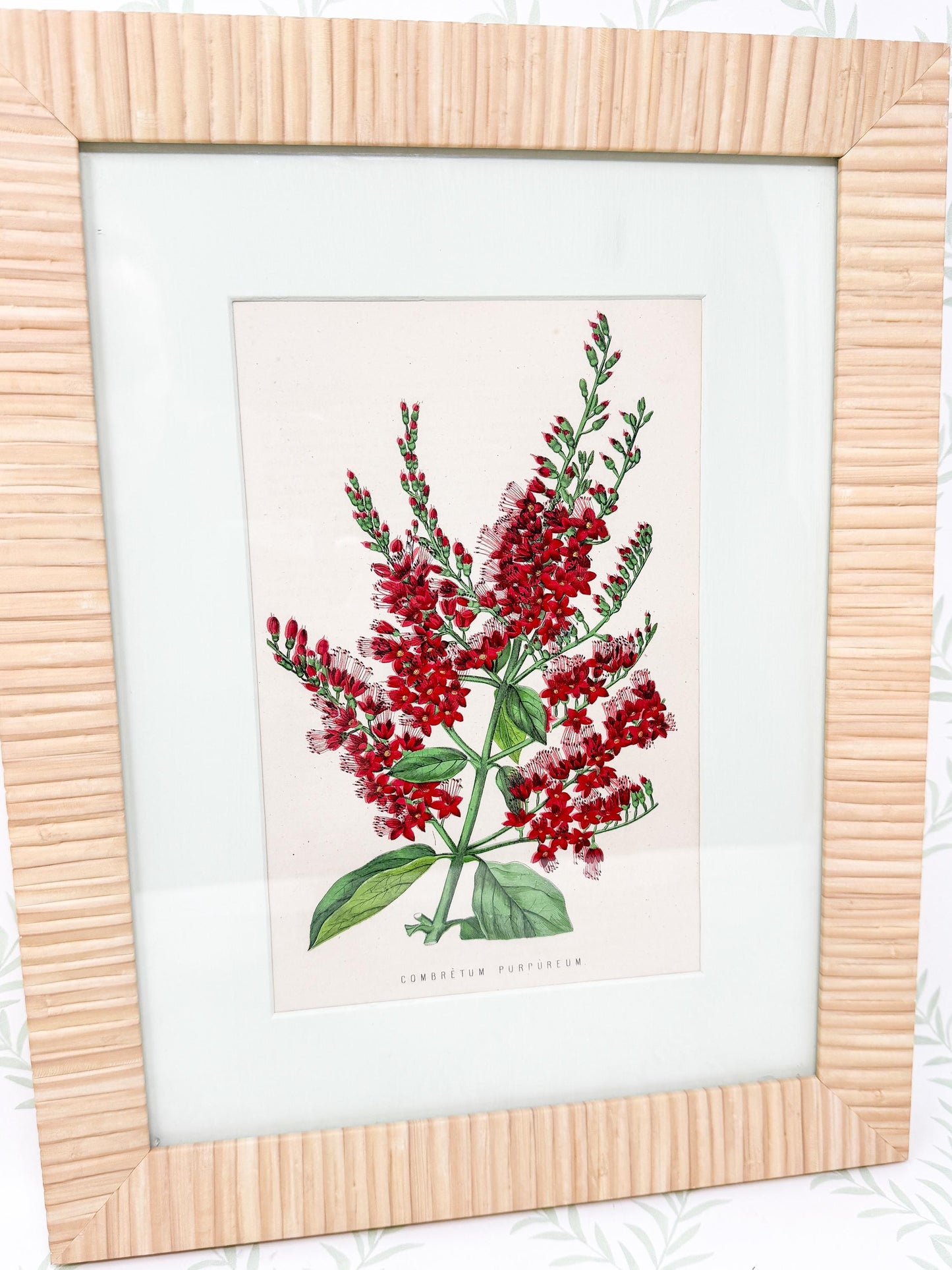 Framed Antique Flower Print by James Ridgway c. 1800s