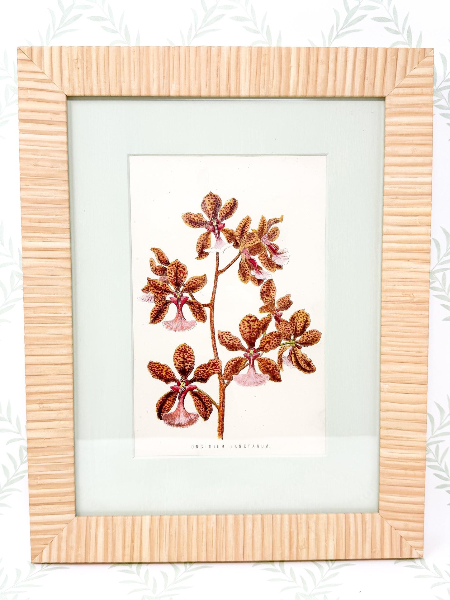 Framed Antique Flower Print by James Ridgway c. 1800s