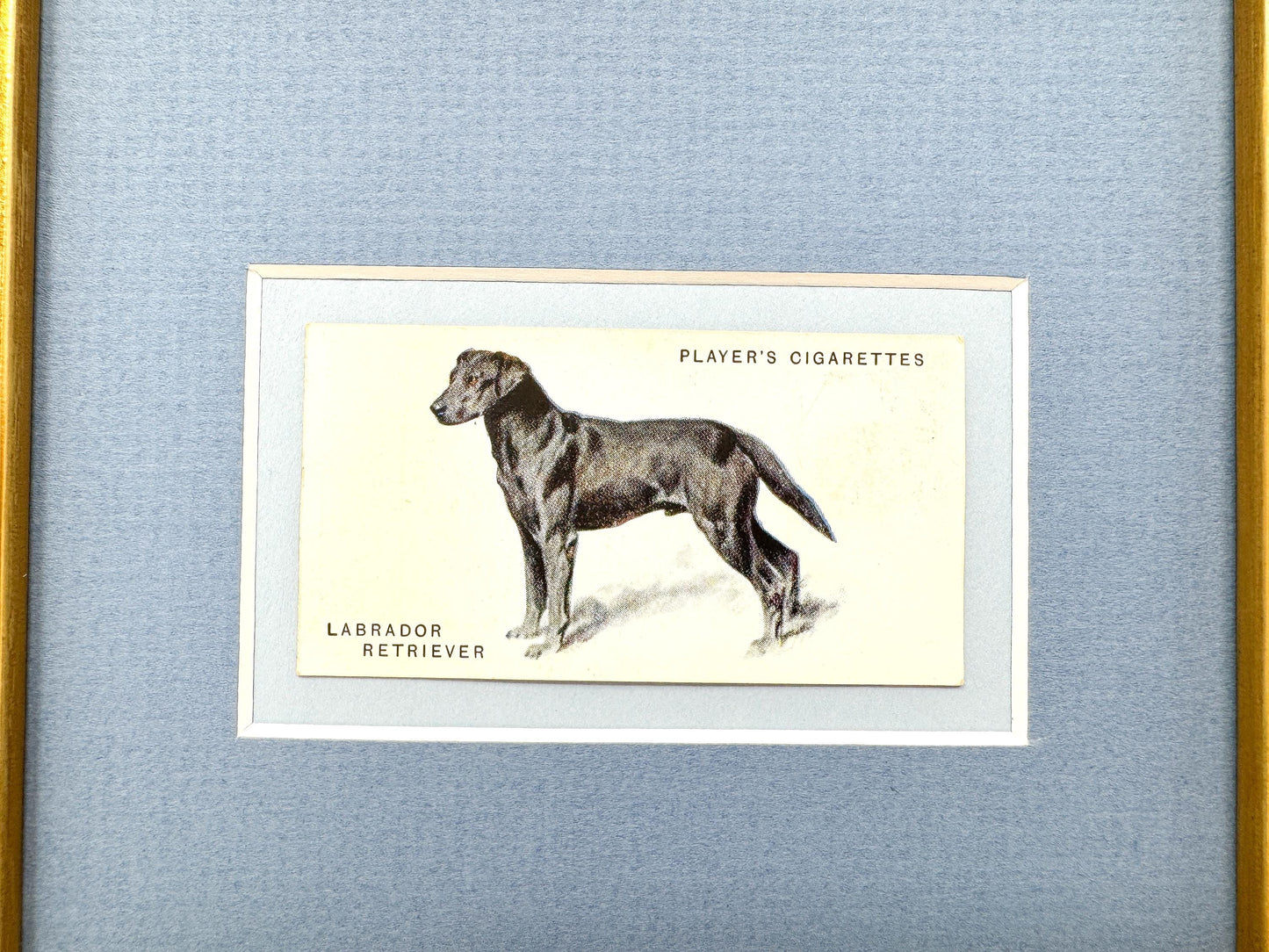 Framed Dog Antique Cigarette Card c. 1931, Black Labrador Retriever