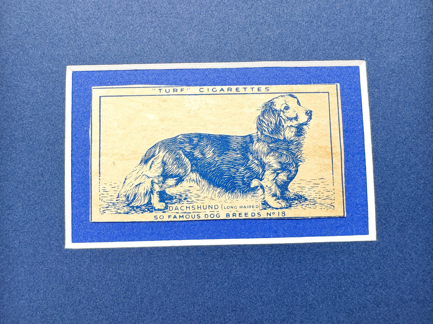 Framed Dog Antique Cigarette Card c. 1952, Long-Haired Dachshund