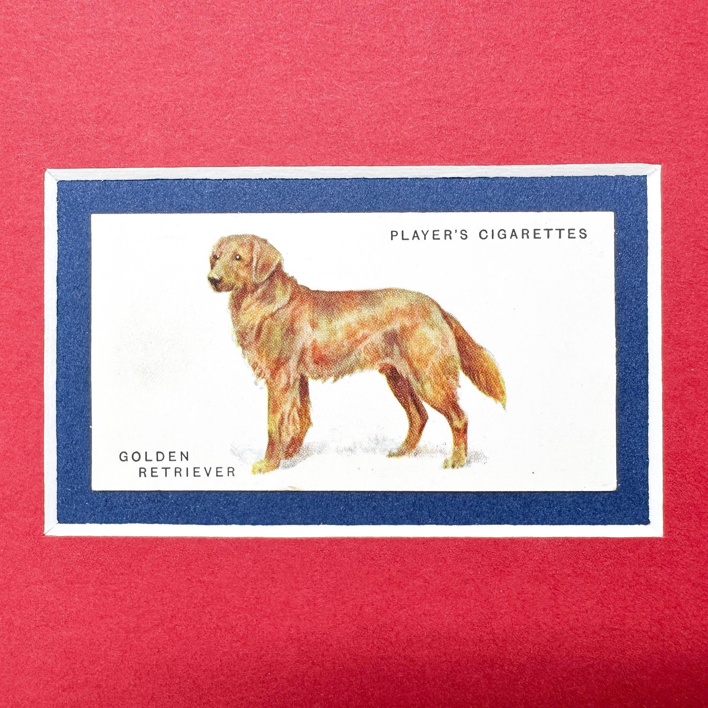 Framed Dog Antique Cigarette Card c. 1931, Golden Retriever