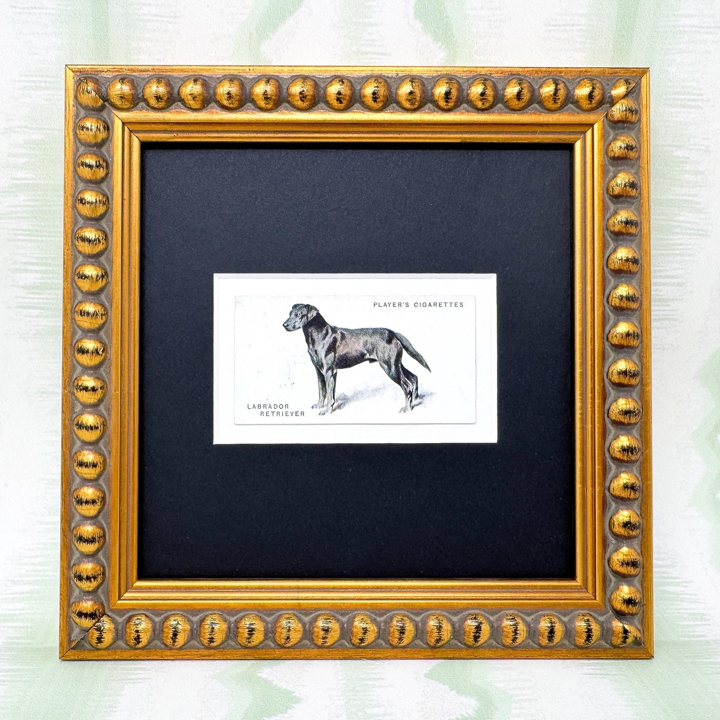 Framed Dog Antique Cigarette Card c. 1931, Black Labrador Retriever