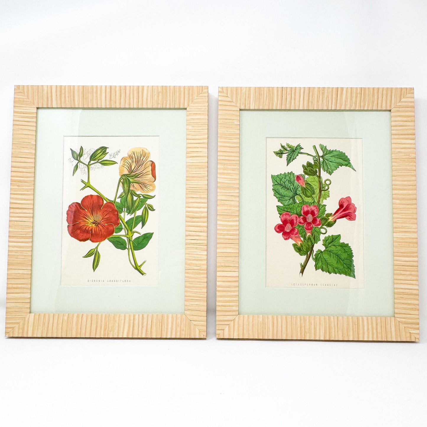 Framed Antique Flower Prints by James Ridgway c. 1800s, Set of 2