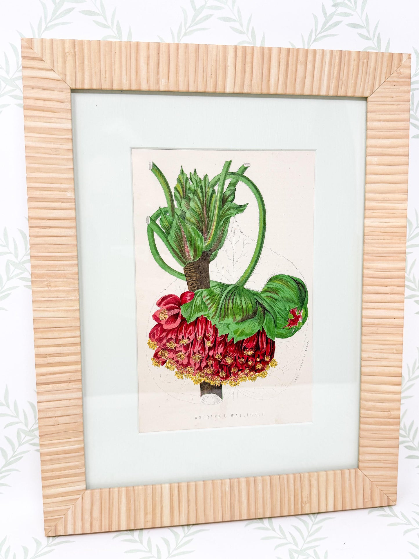 Framed Antique Flower Prints by James Ridgway c. 1800s, Set of 2