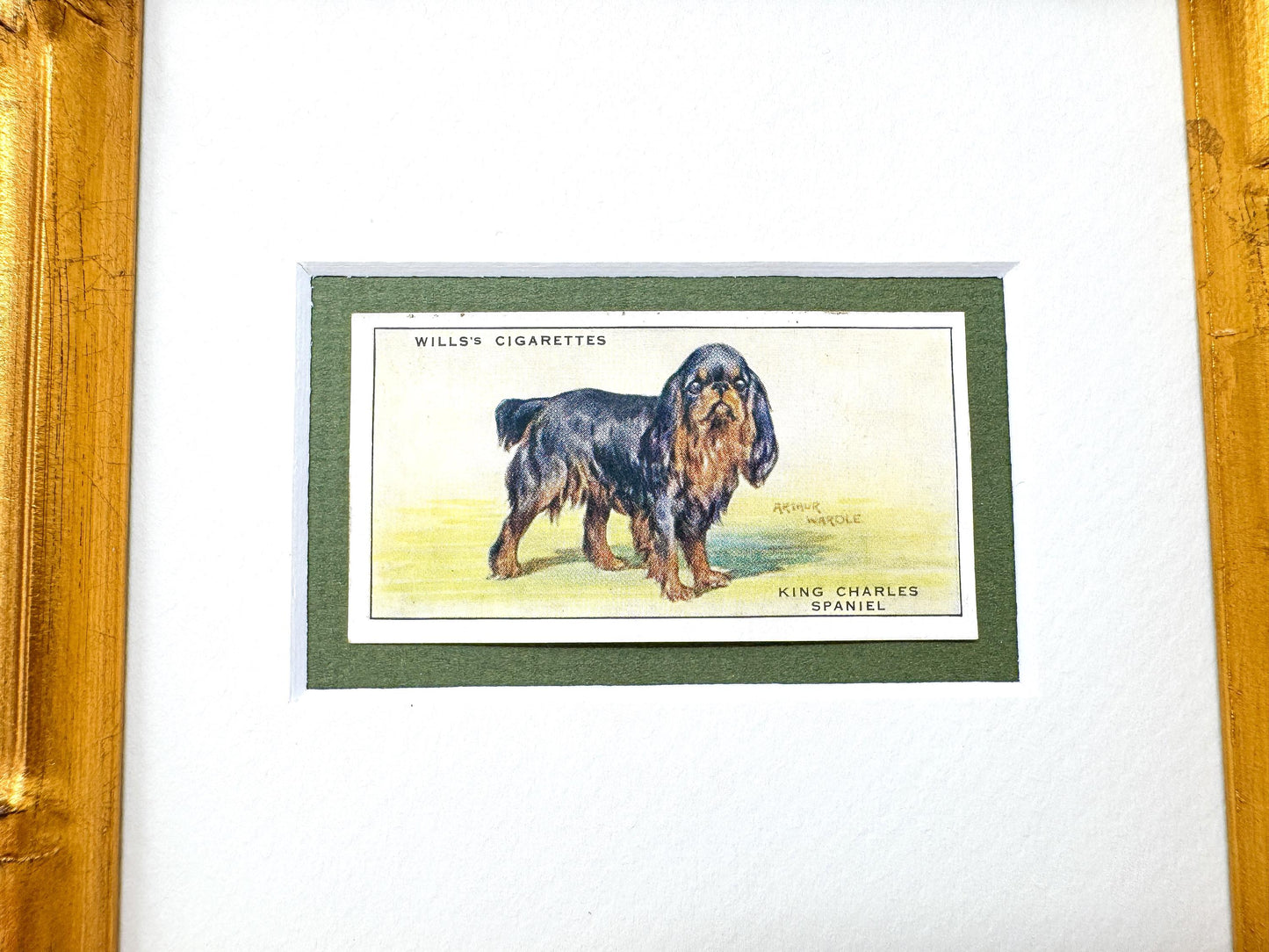 Framed Antique Dog Cigarette Card c. 1937, King Charles Cavalier Spaniel