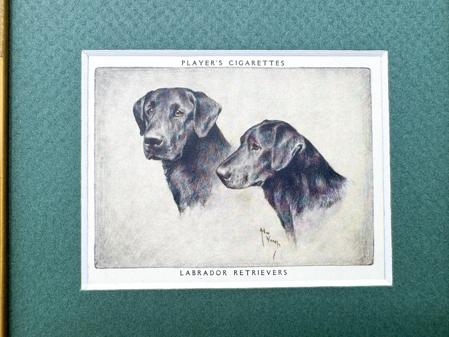 Framed Dog Vintage Cigarette Card c. 1955, Black Labrador Retriever