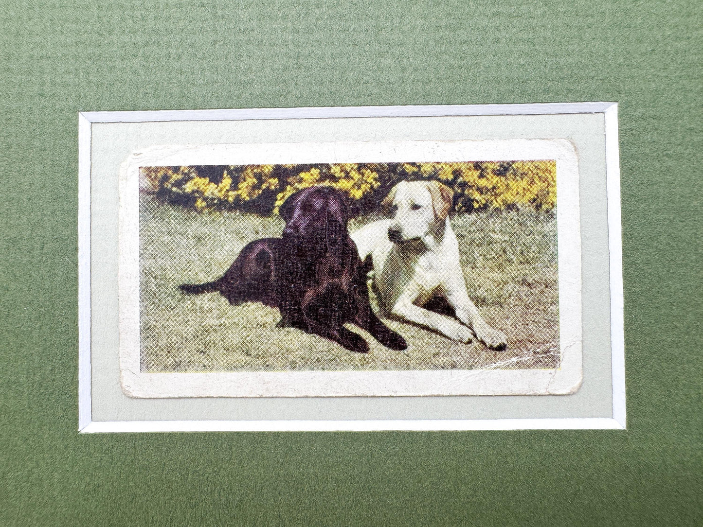 Framed Vintage Dog Cigarette Card c. 1961, Black and Yellow Labrador Retrievers