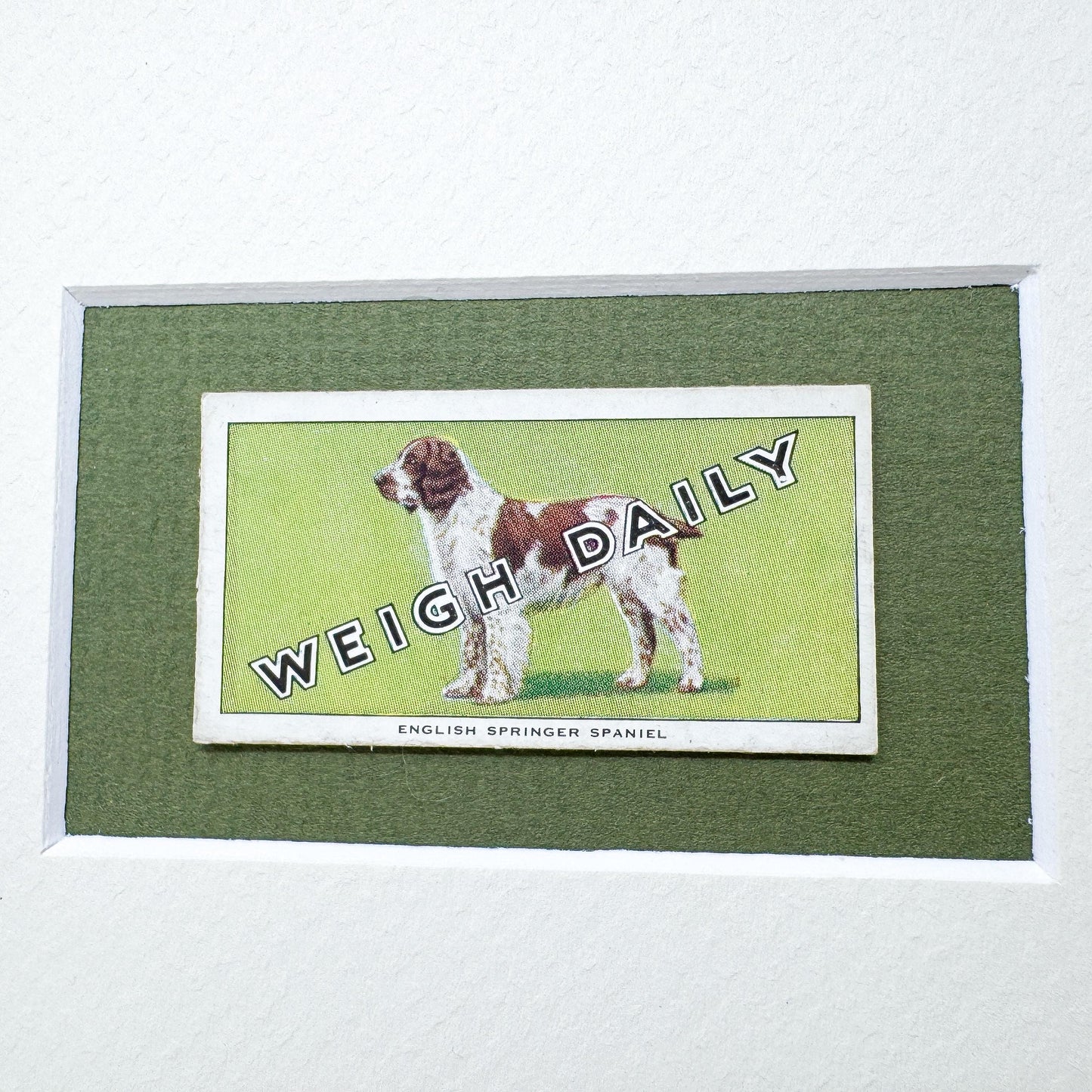 Framed Dog Antique Cigarette Card, English Springer Spaniel