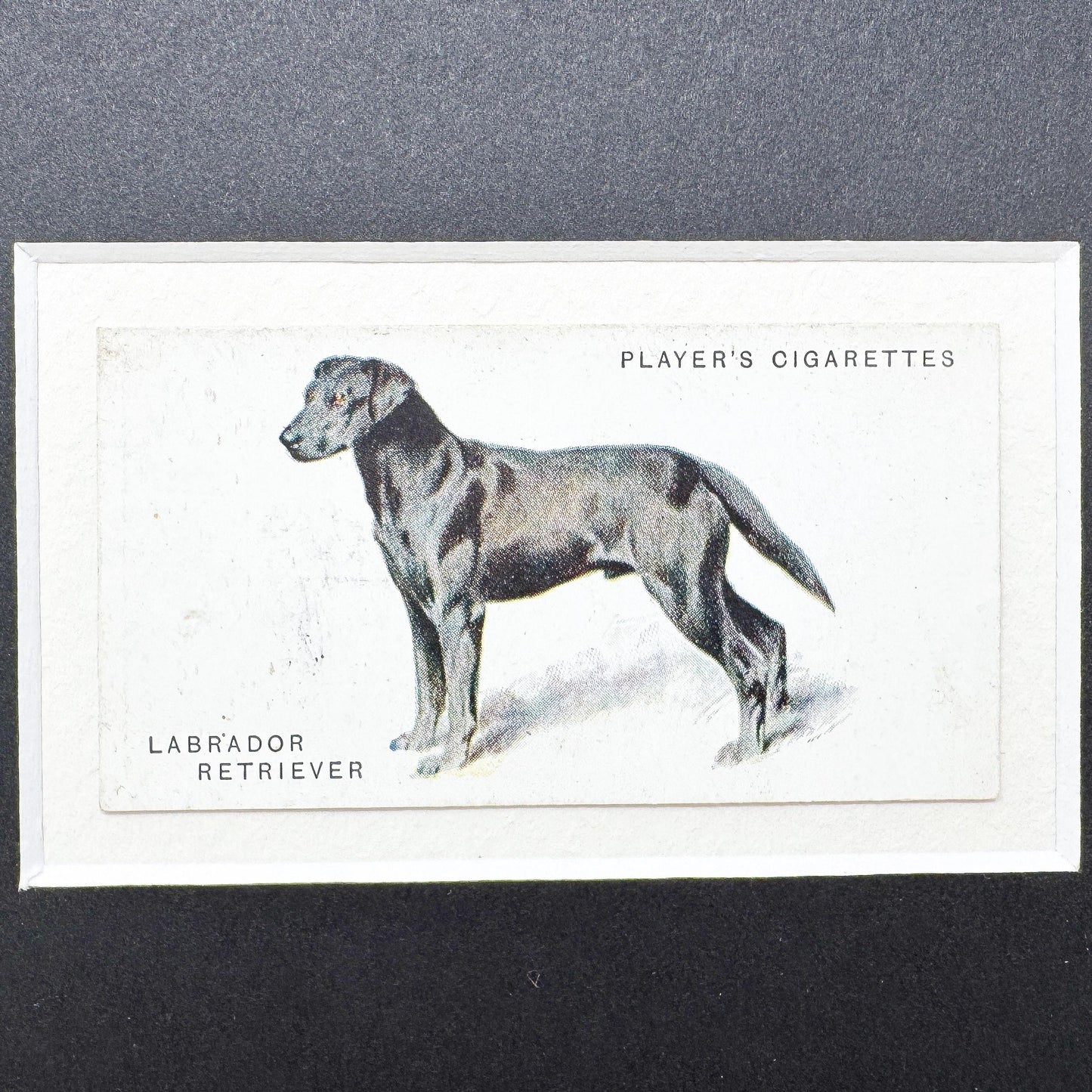 Framed Dog Antique Cigarette Card c. 1931, Black Labrador Retriever