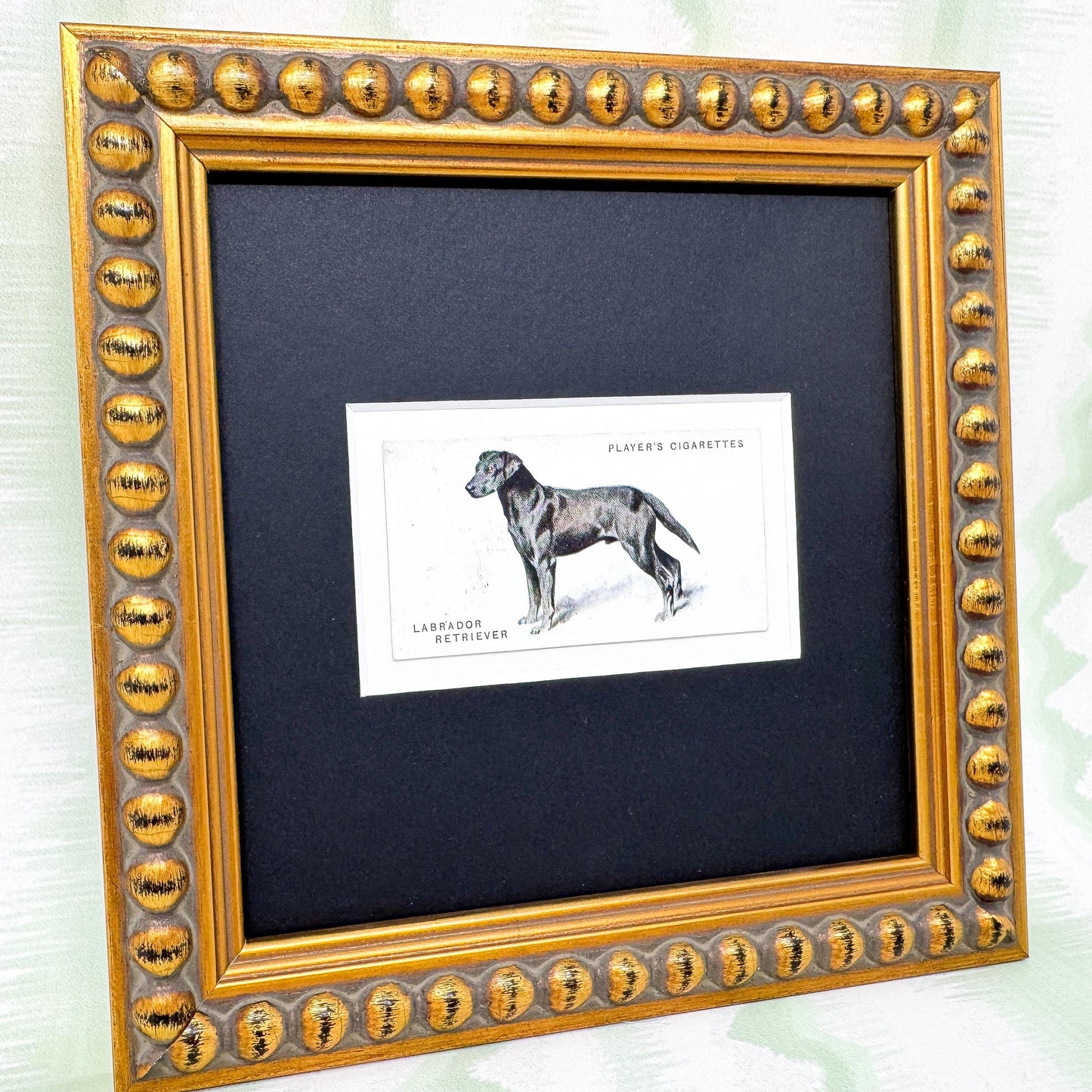 Framed Dog Antique Cigarette Card c. 1931, Black Labrador Retriever