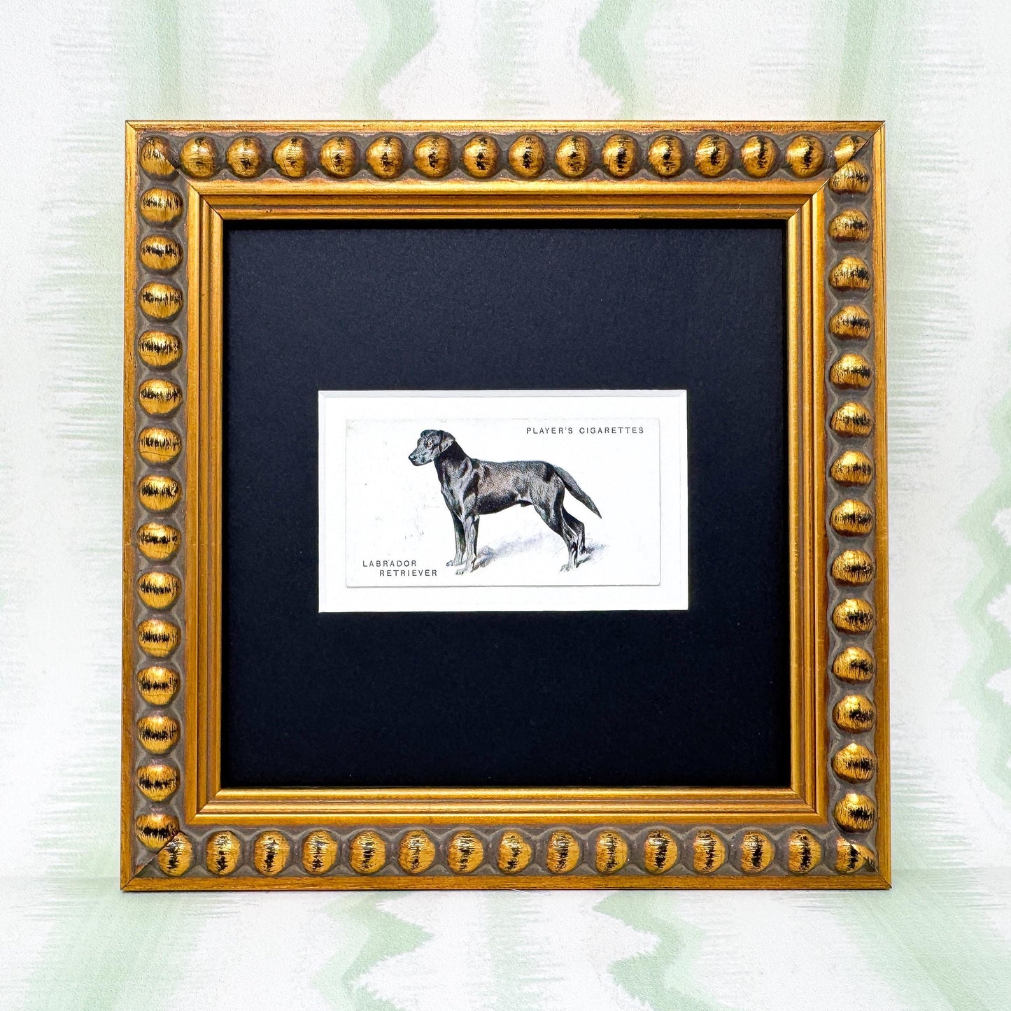 Framed Dog Antique Cigarette Card c. 1931, Black Labrador Retriever