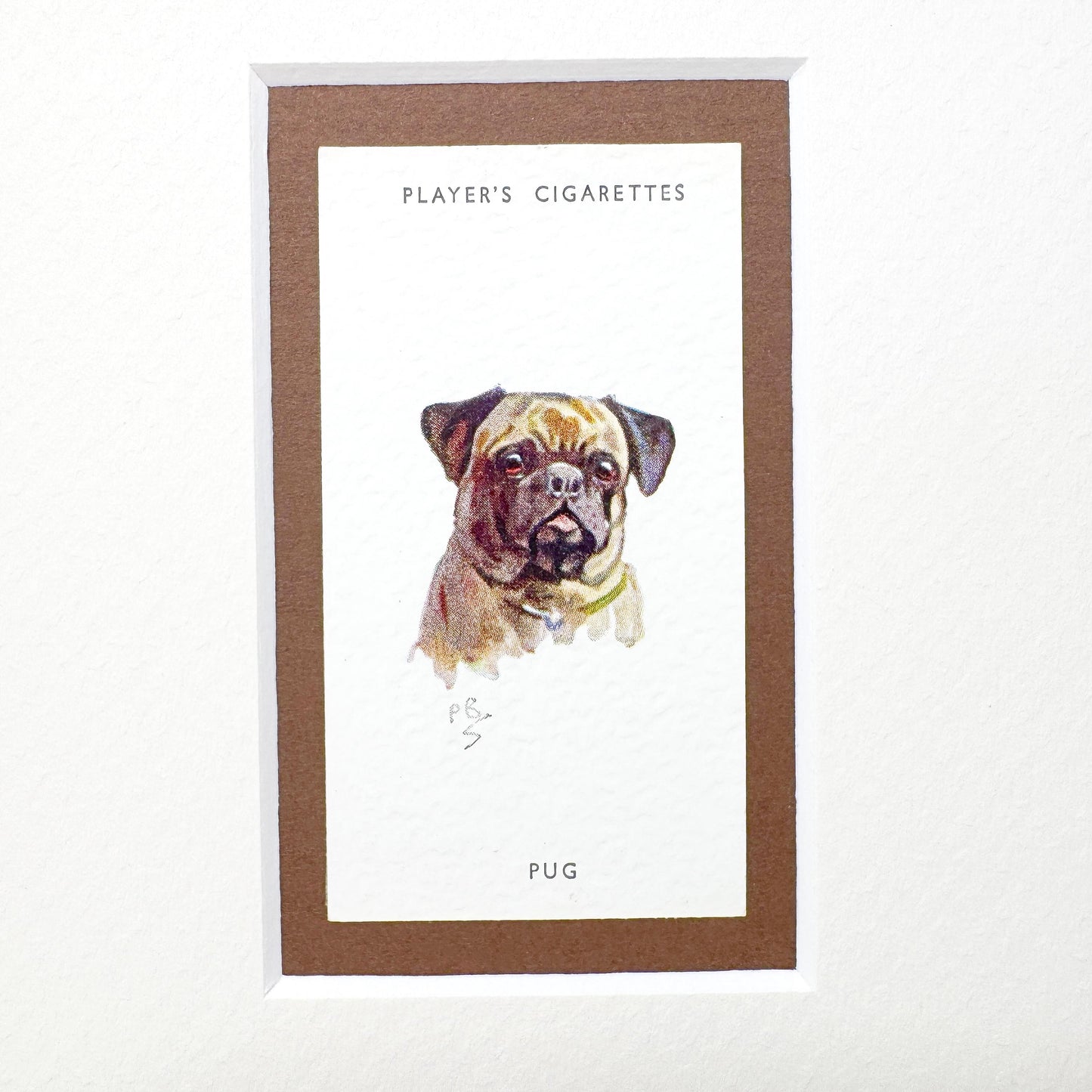 Framed Antique Dog Cigarette Card c. 1929, Pug
