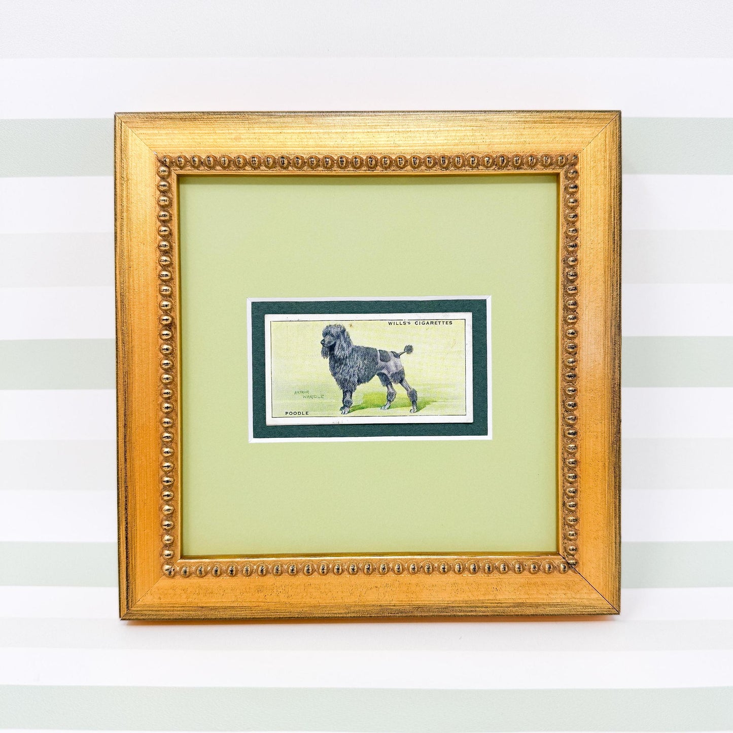 Framed Antique Dog Cigarette Card c. 1937, Black Poodle