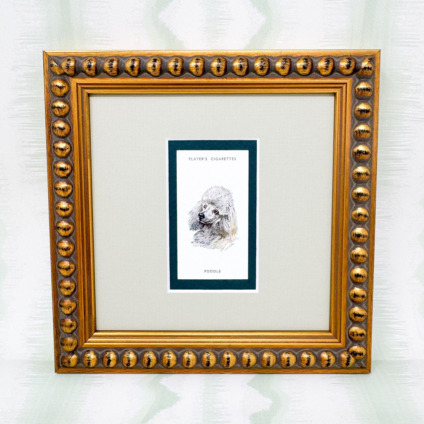 Framed Antique Dog Cigarette Card c. 1929, White Poodle