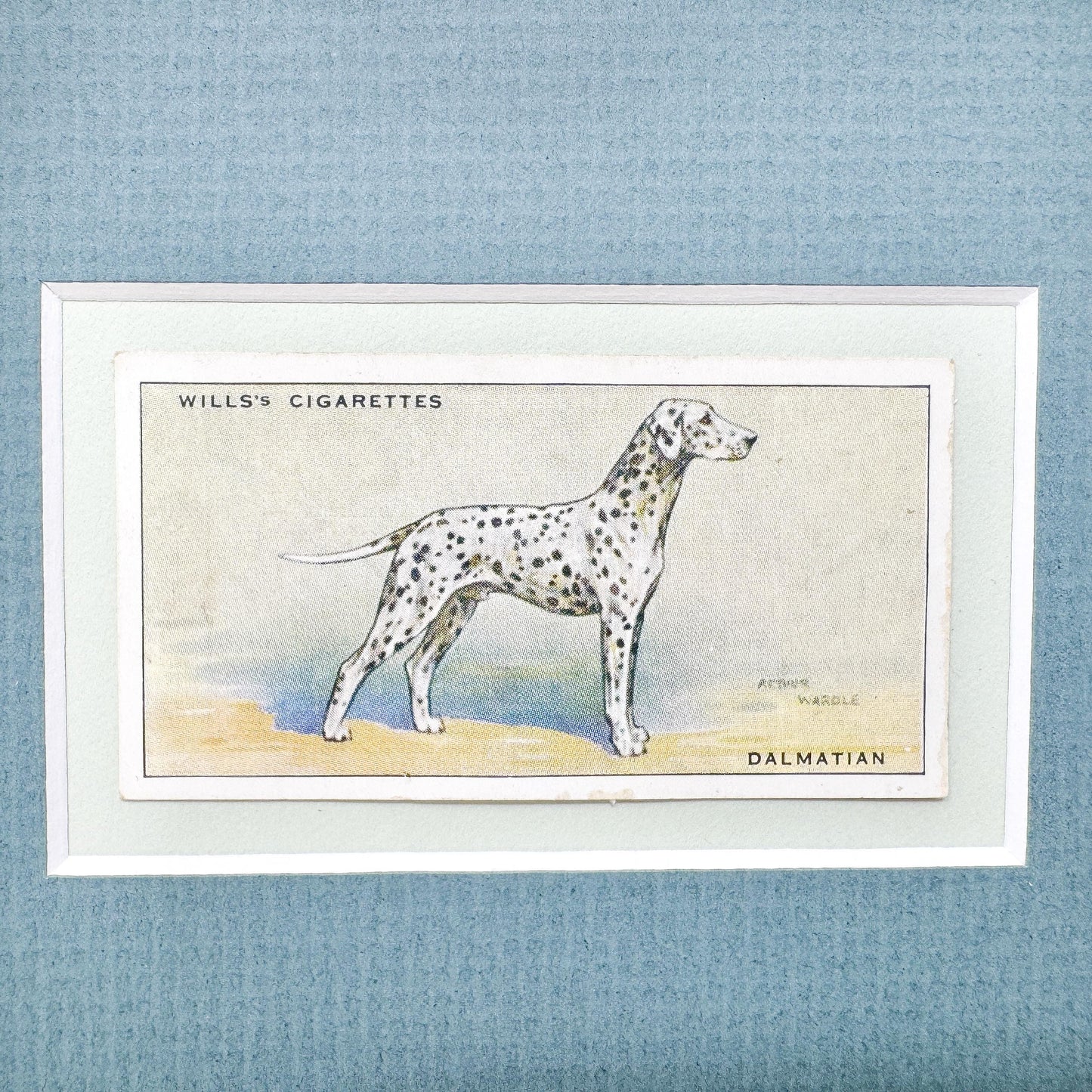 Framed Antique Dog Cigarette Card c. 1937, Dalmatian