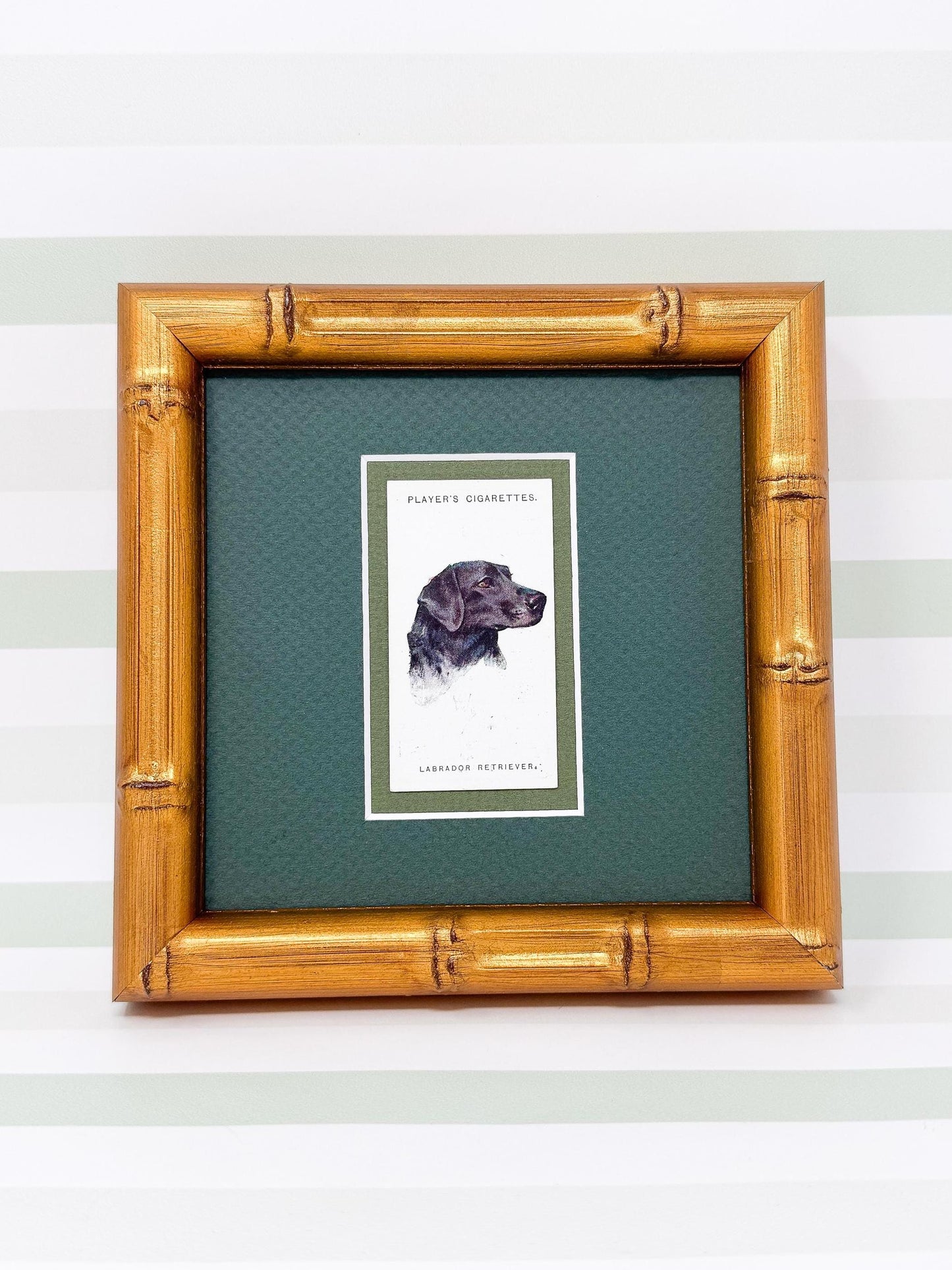 Framed Dog Antique Cigarette Card c. 1929, Black Labrador Retriever