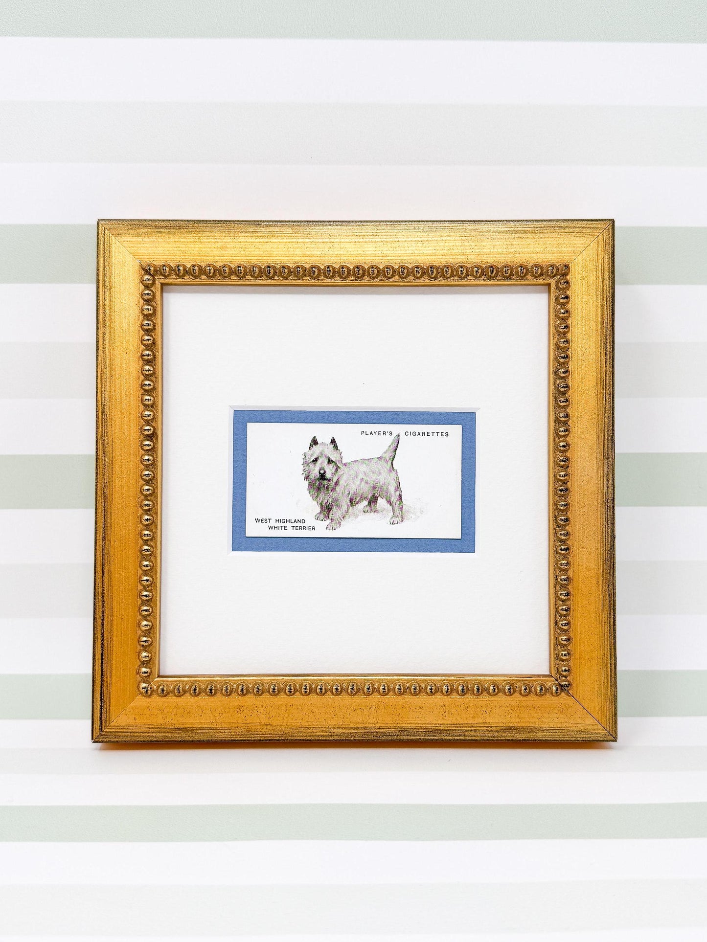 Framed Antique Dog Cigarette Card c. 1937, West Highland Terrier