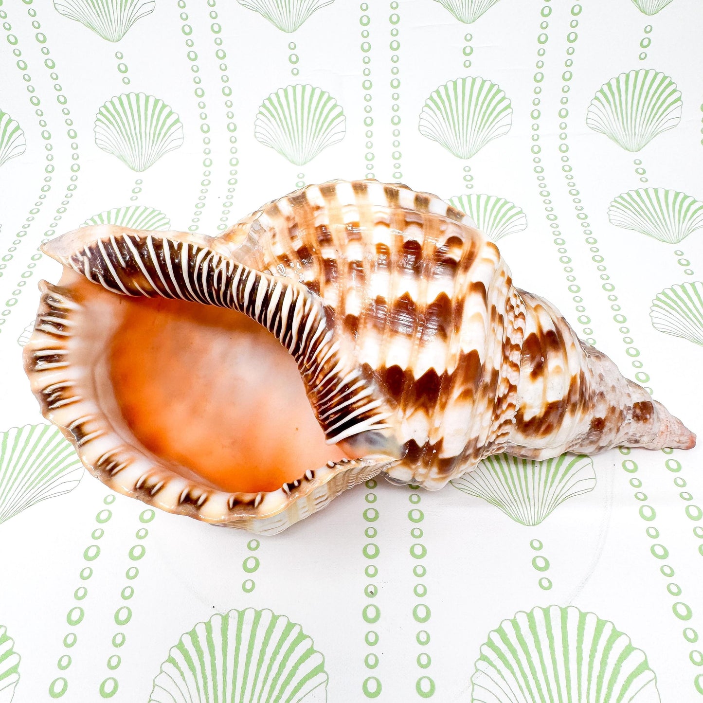 10.5” Triton Trumpet Real Seashell, Extra Large