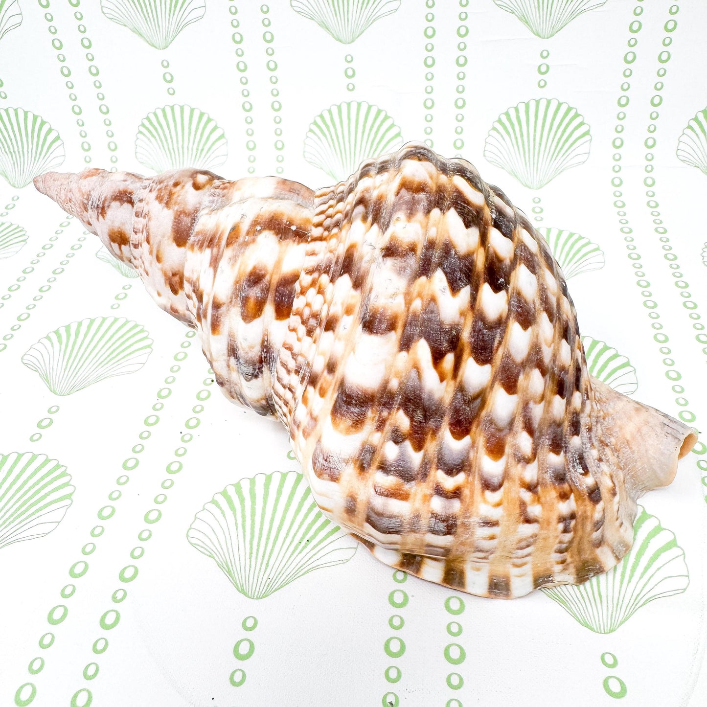 10.5” Triton Trumpet Real Seashell, Extra Large