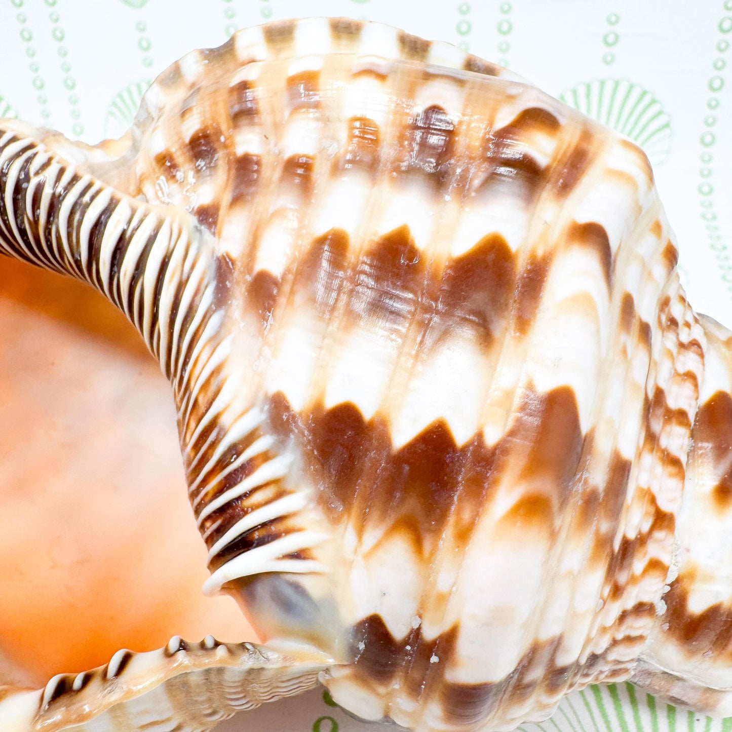 10.5” Triton Trumpet Real Seashell, Extra Large