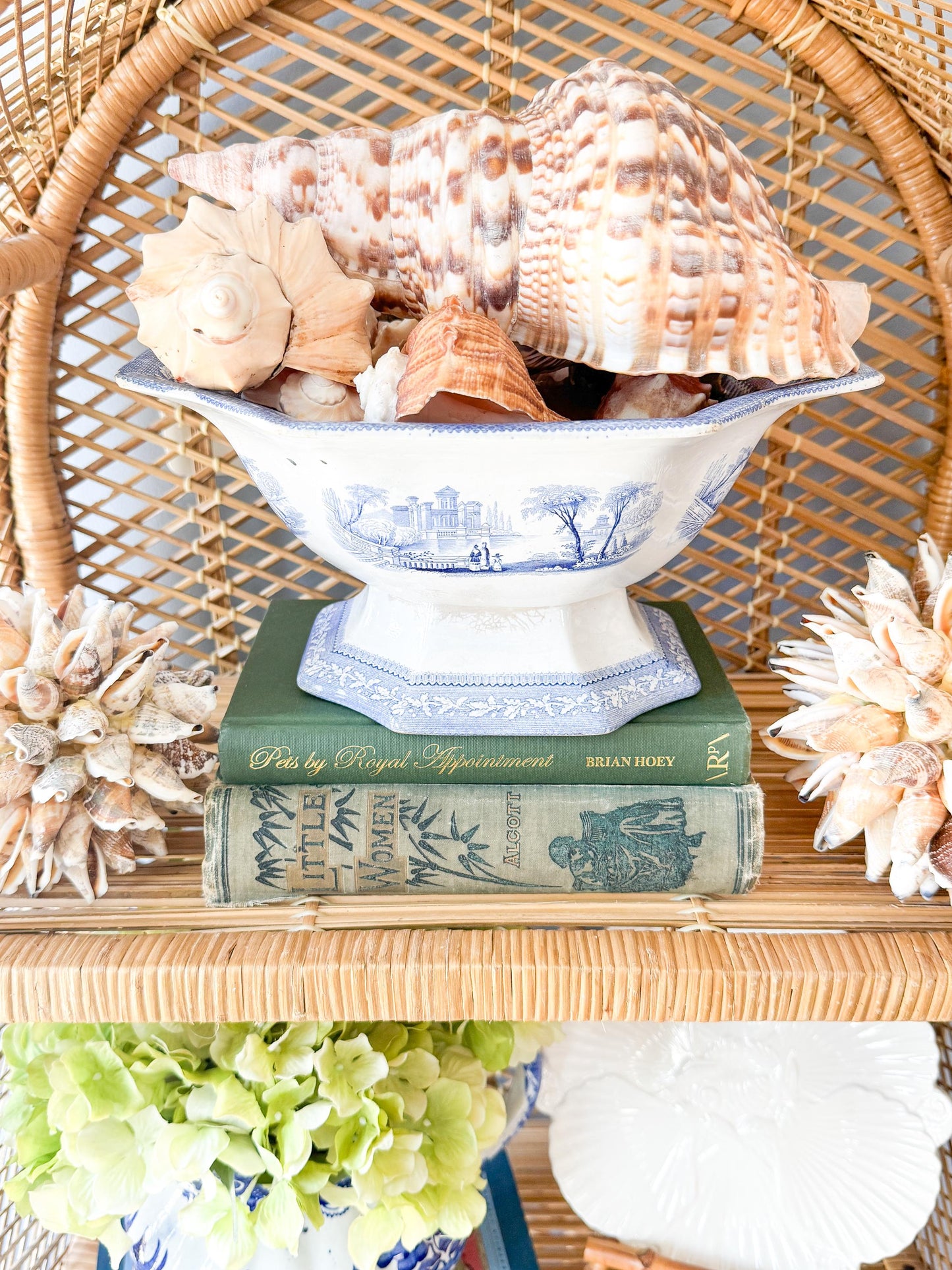 10.5” Triton Trumpet Real Seashell, Extra Large