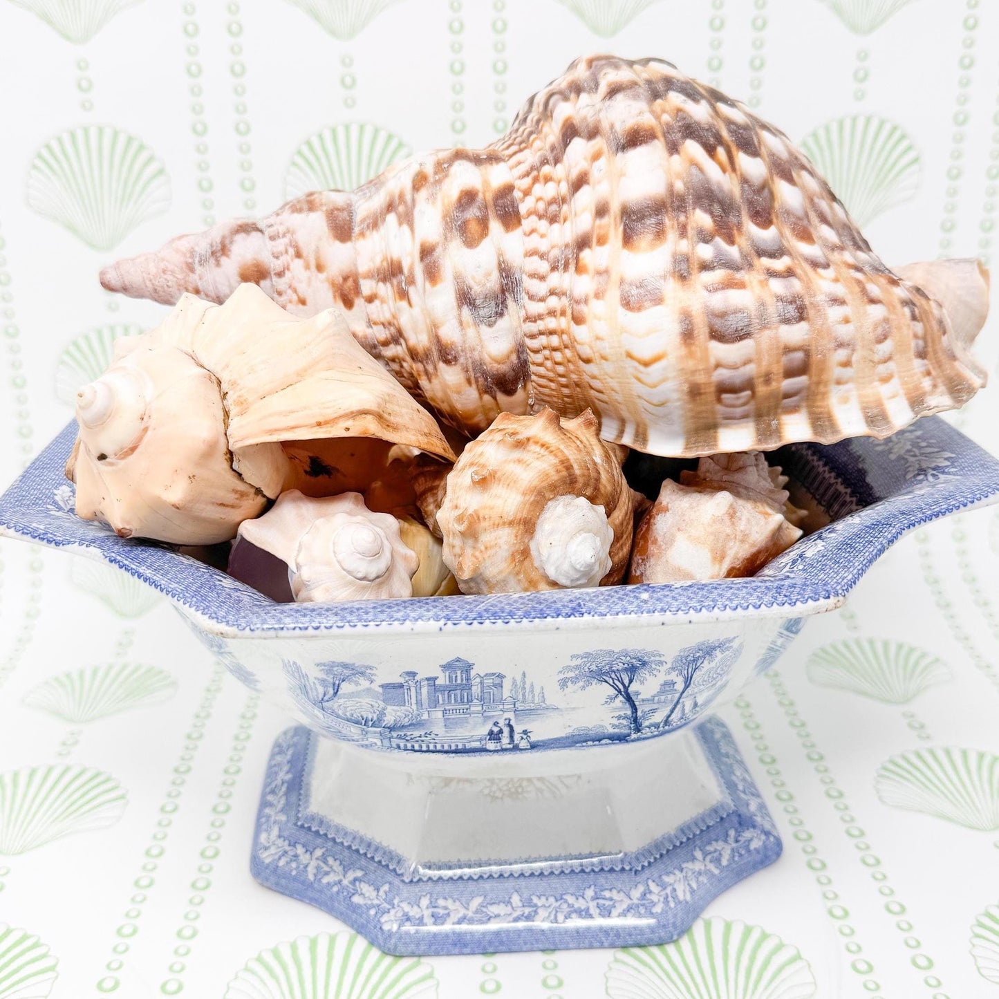10.5” Triton Trumpet Real Seashell, Extra Large