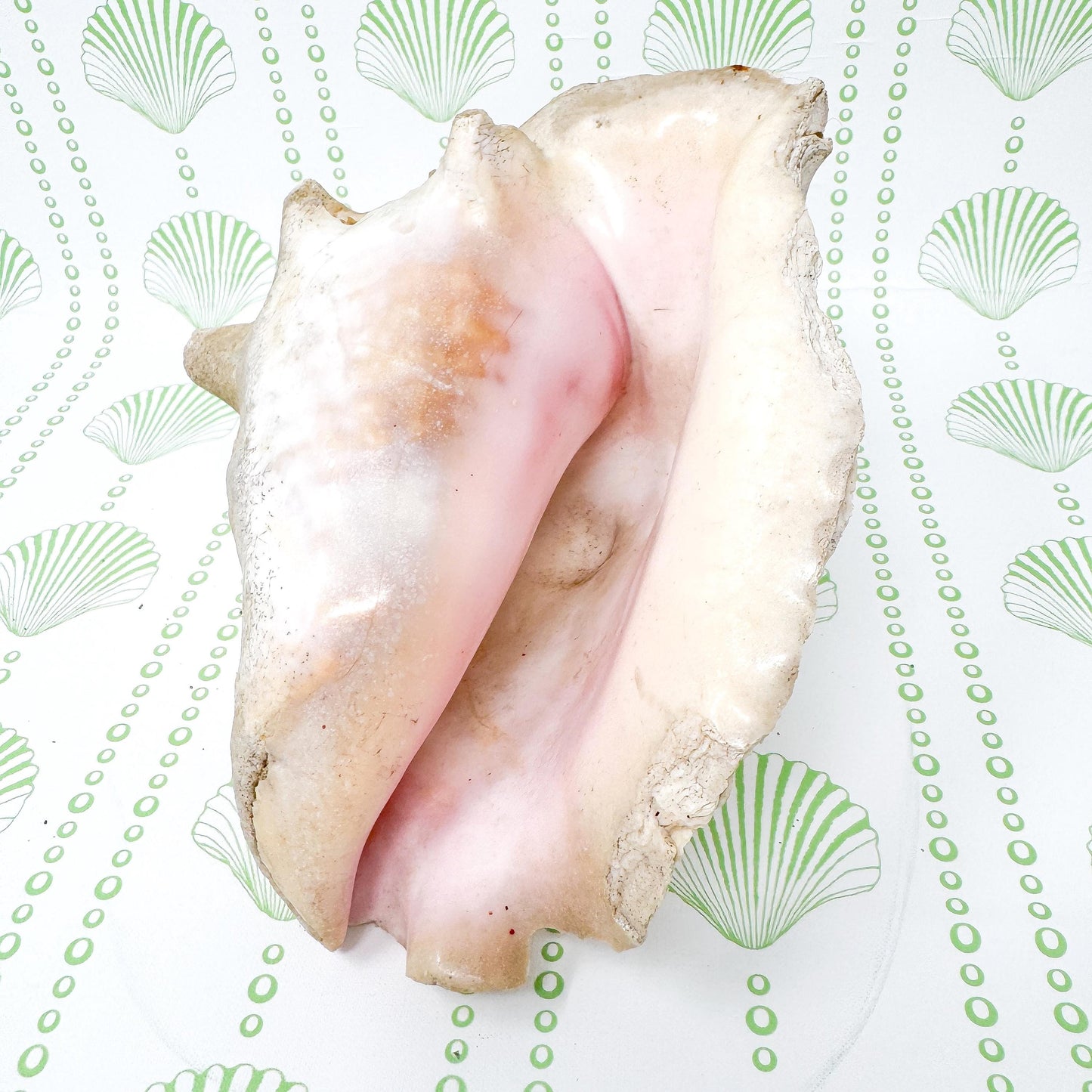 8.5” Queen Conch Real Seashell, Large