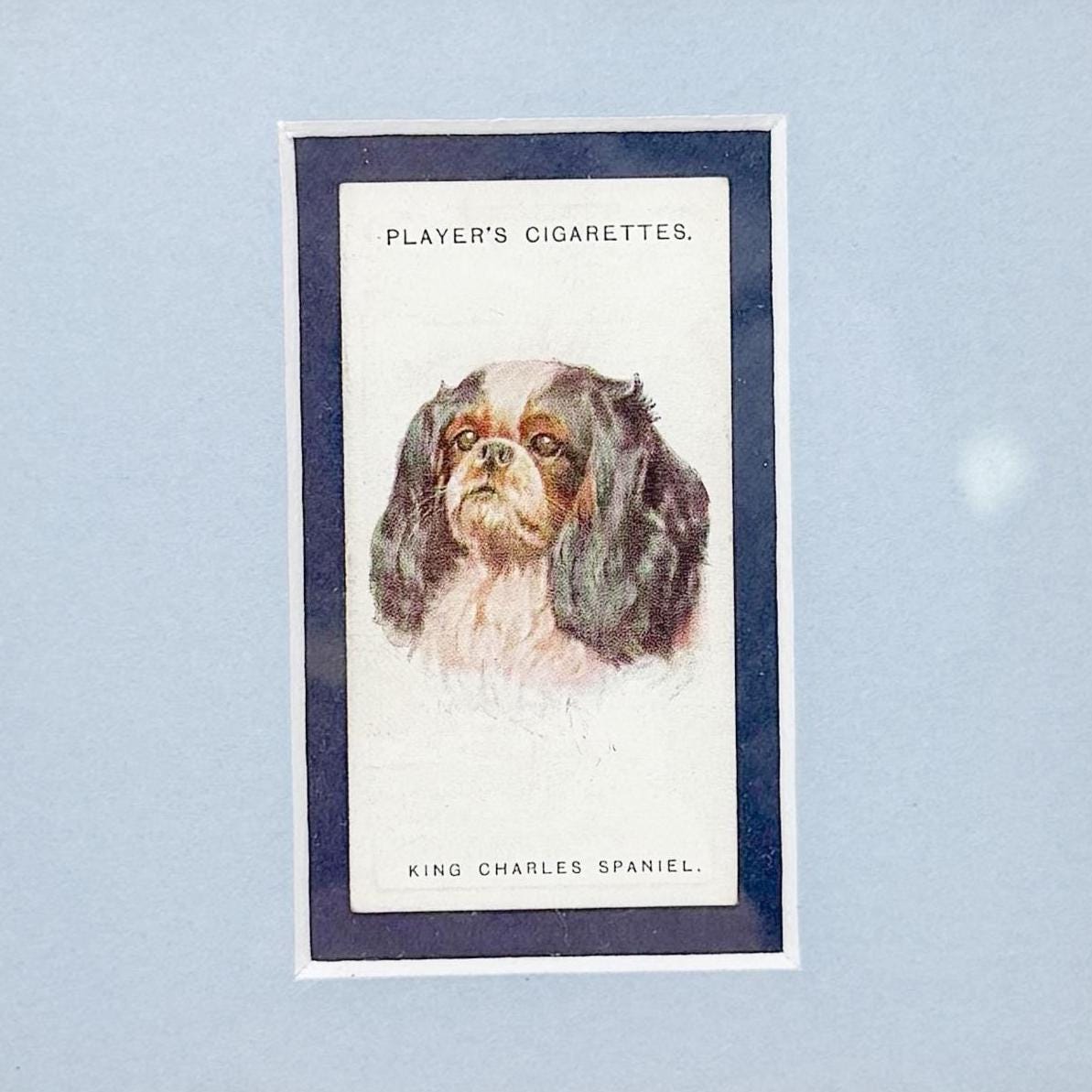 Framed Antique Dog Cigarette Card c. 1929, King Charles Cavalier Spaniel