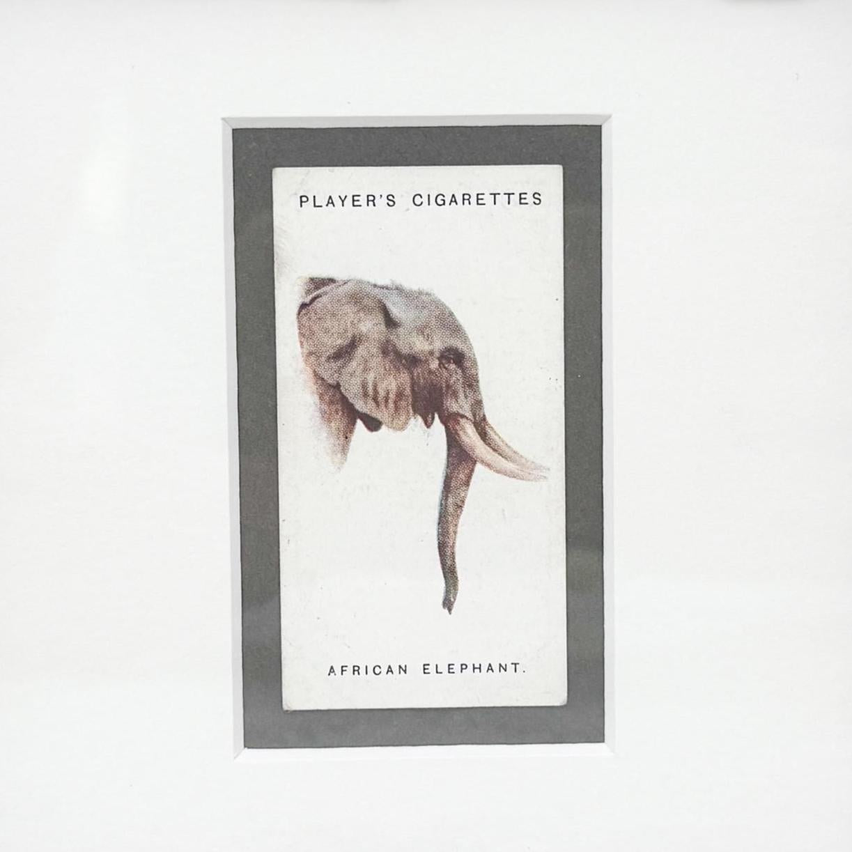 Framed Antique Cigarette Card c. 1931, African Elephant