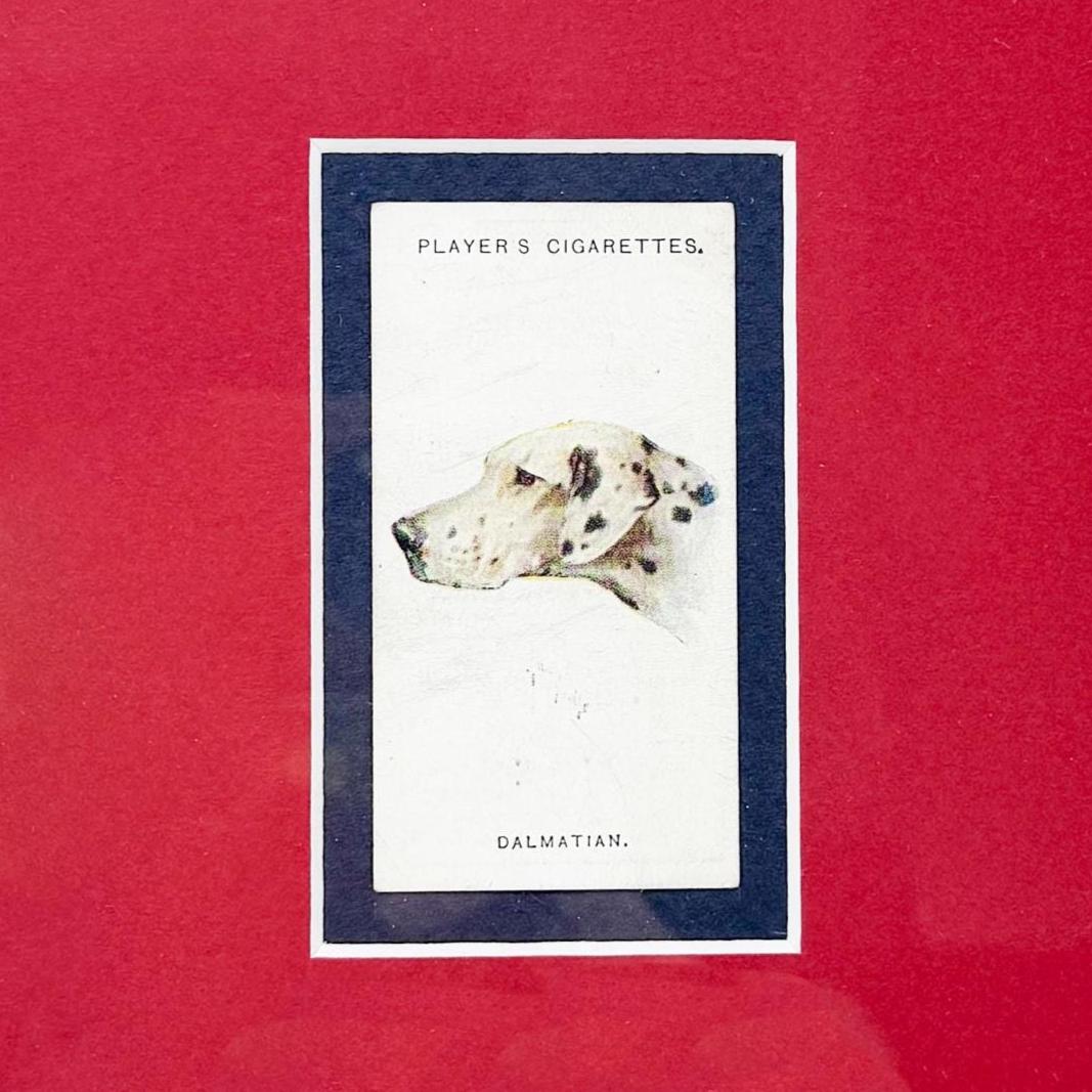 Framed Antique Dog Cigarette Card c. 1929, Dalmatian