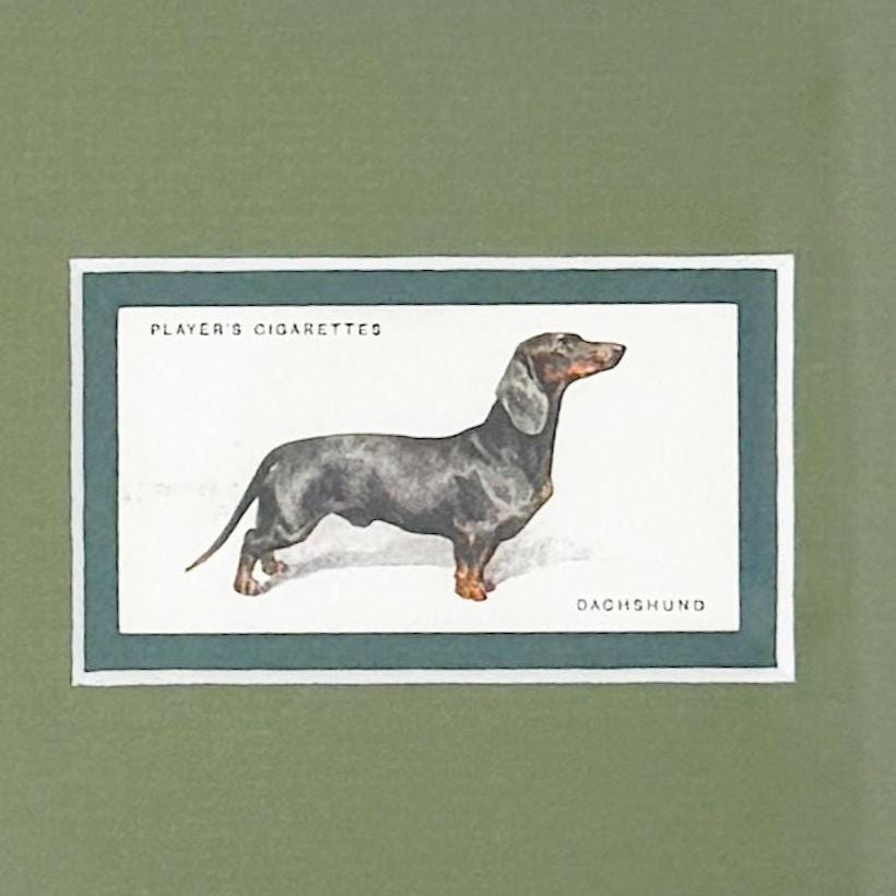Framed Dog Antique Cigarette Card c. 1931, Dachshund