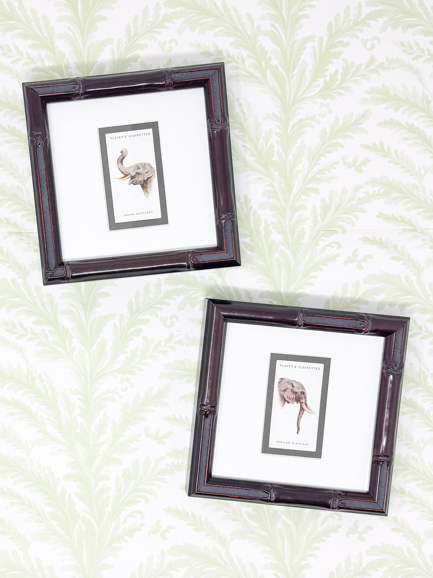 Framed Antique Cigarette Card c. 1931, African Elephant