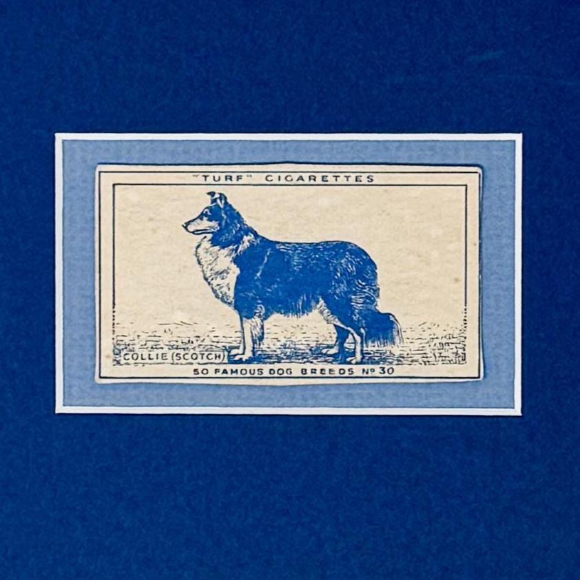 Framed Vintage Dog Cigarette Card c. 1952, Scotch Collie