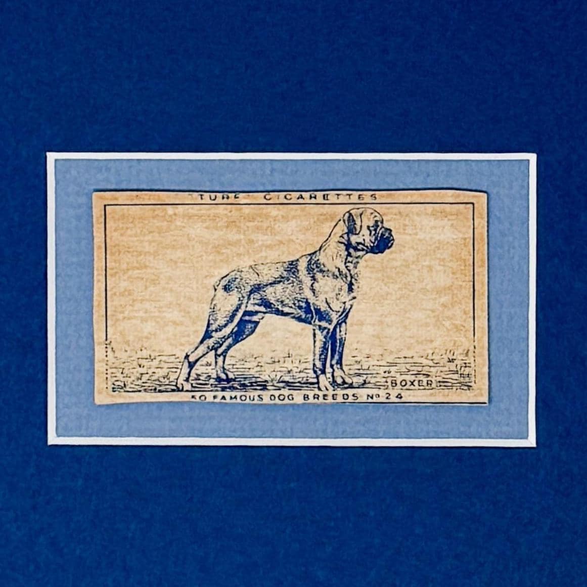 Framed Vintage Dog Cigarette Card c. 1952, Boxer